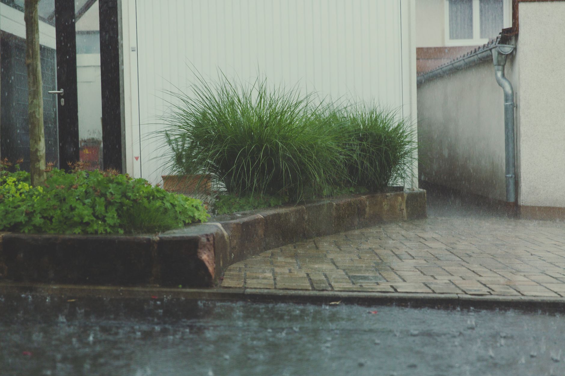 Best rain barrel: collecting rainwater for the garden