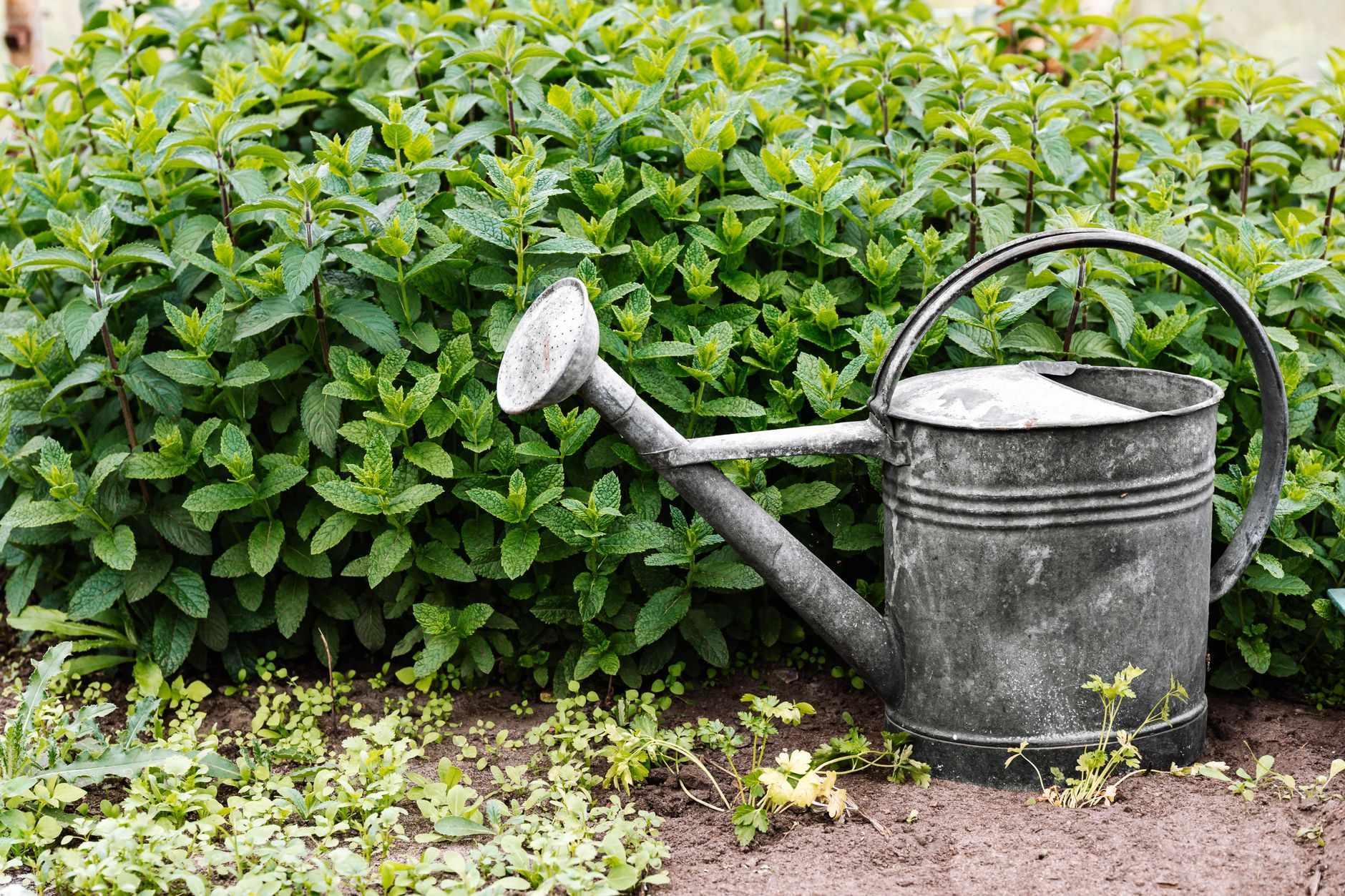 A watering can in a home garden