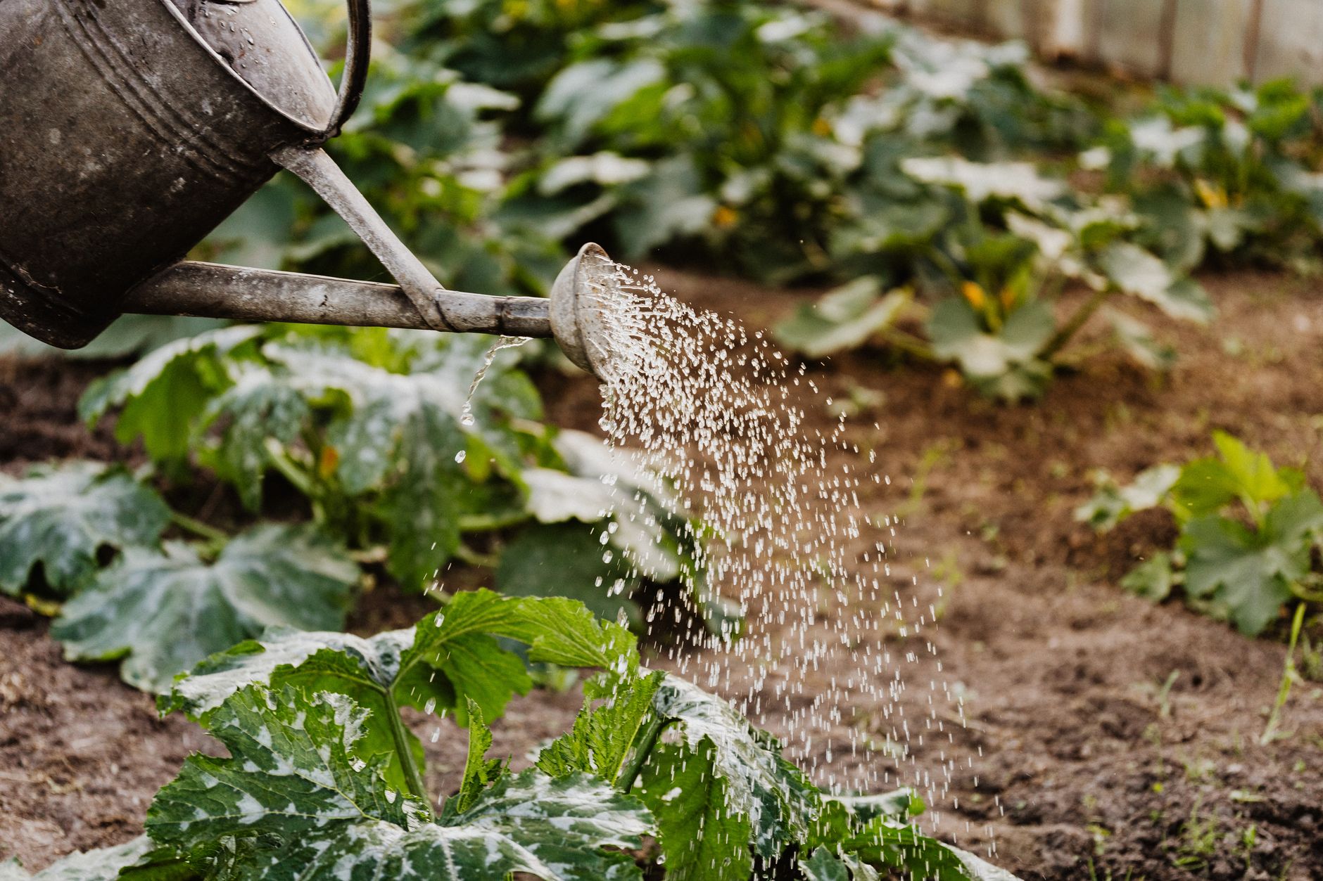 Watering plants in a backyard vegetable garden