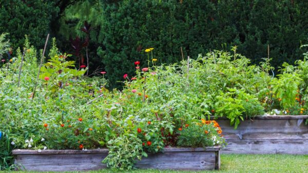 Best raised garden bed: vegetables growing in a raised bed