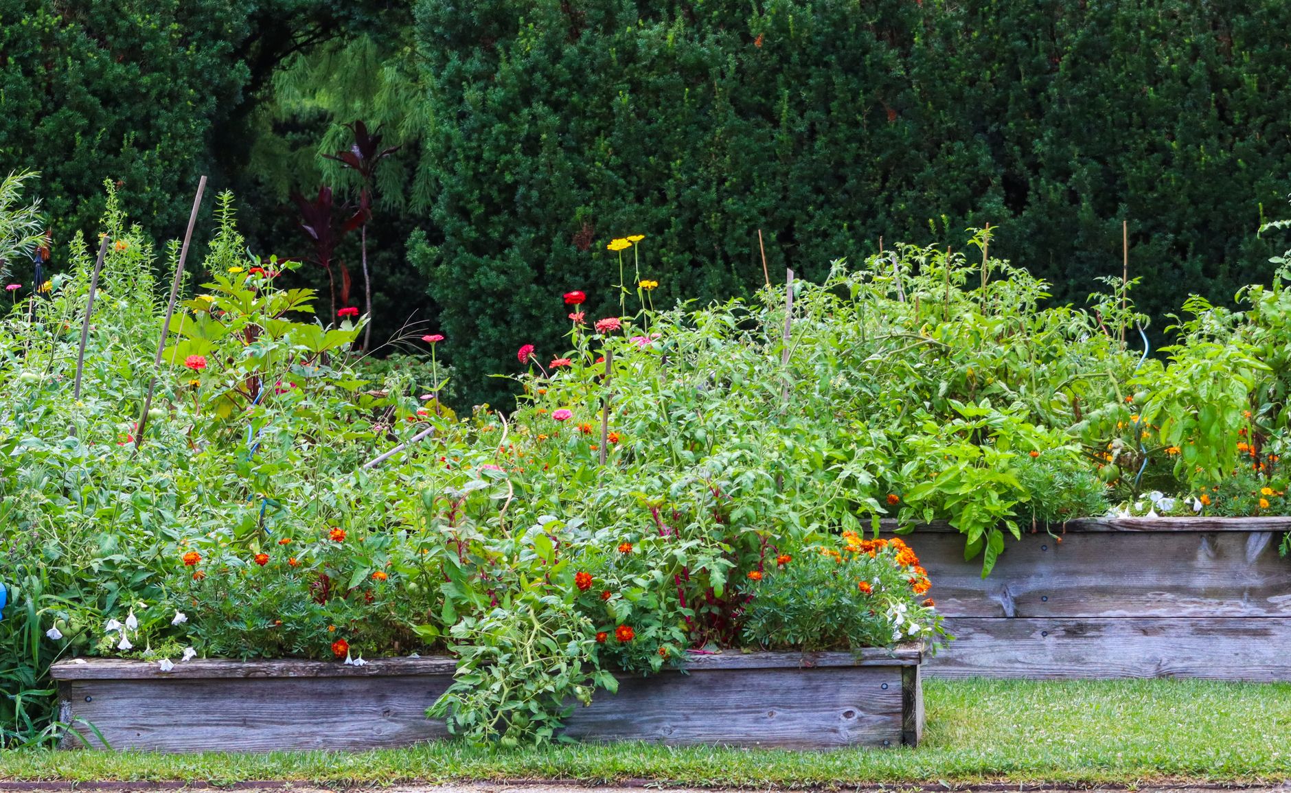 Best raised garden bed: vegetables growing in a raised bed