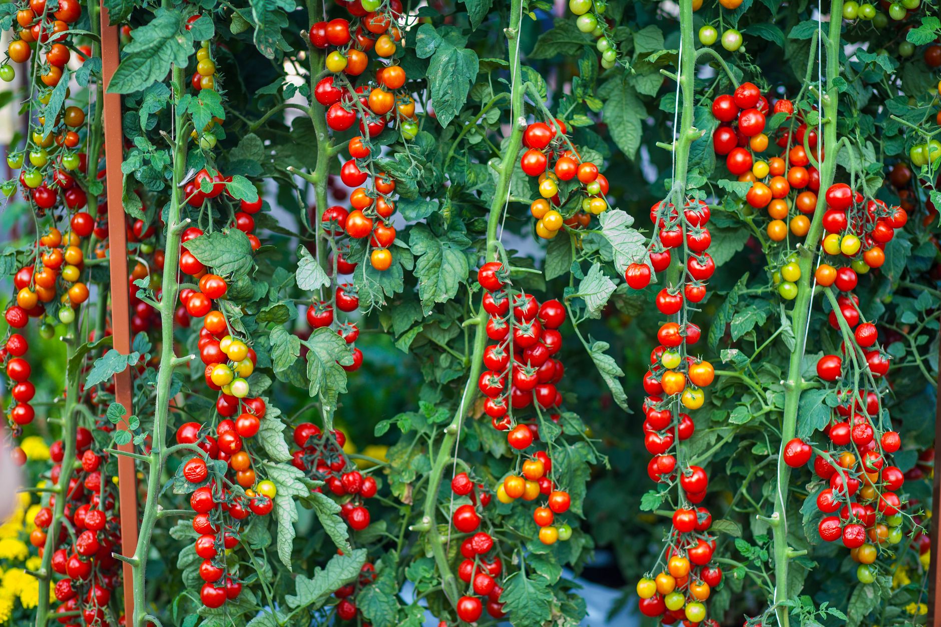Tomato plants growing in a home garden