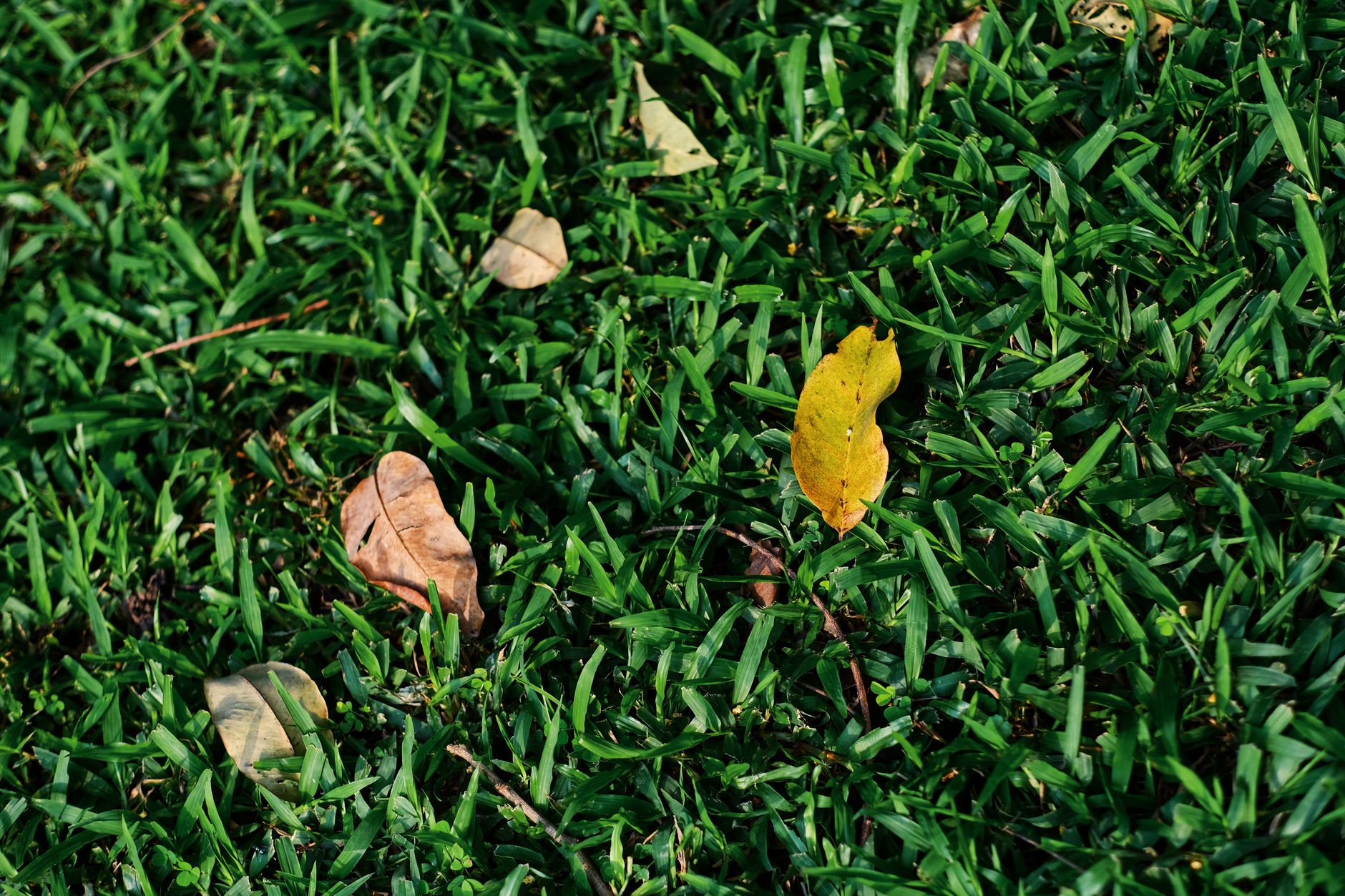 Fallen leaves on a green lawn