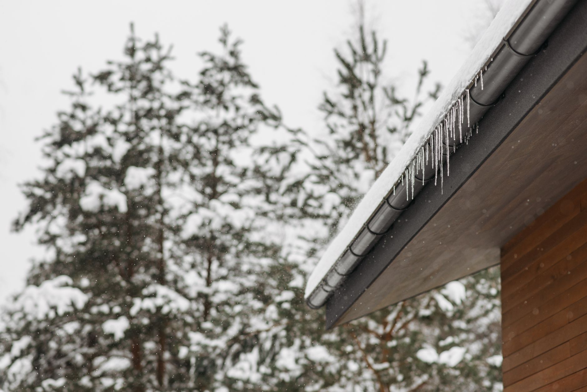 Snow and icicles along a gutter beside snowy pine trees