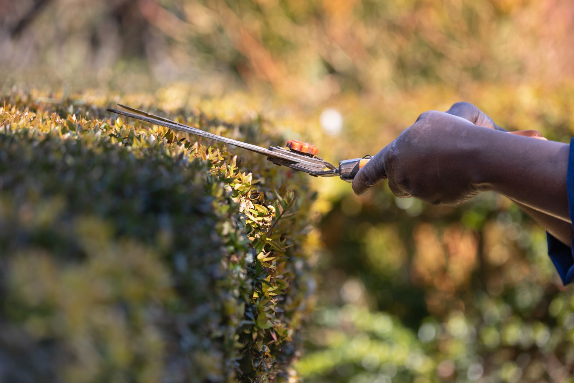 Trimming a hedge with shears