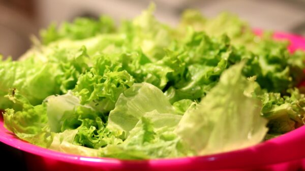 Best salad spinner: fresh lettuce in a large bowl