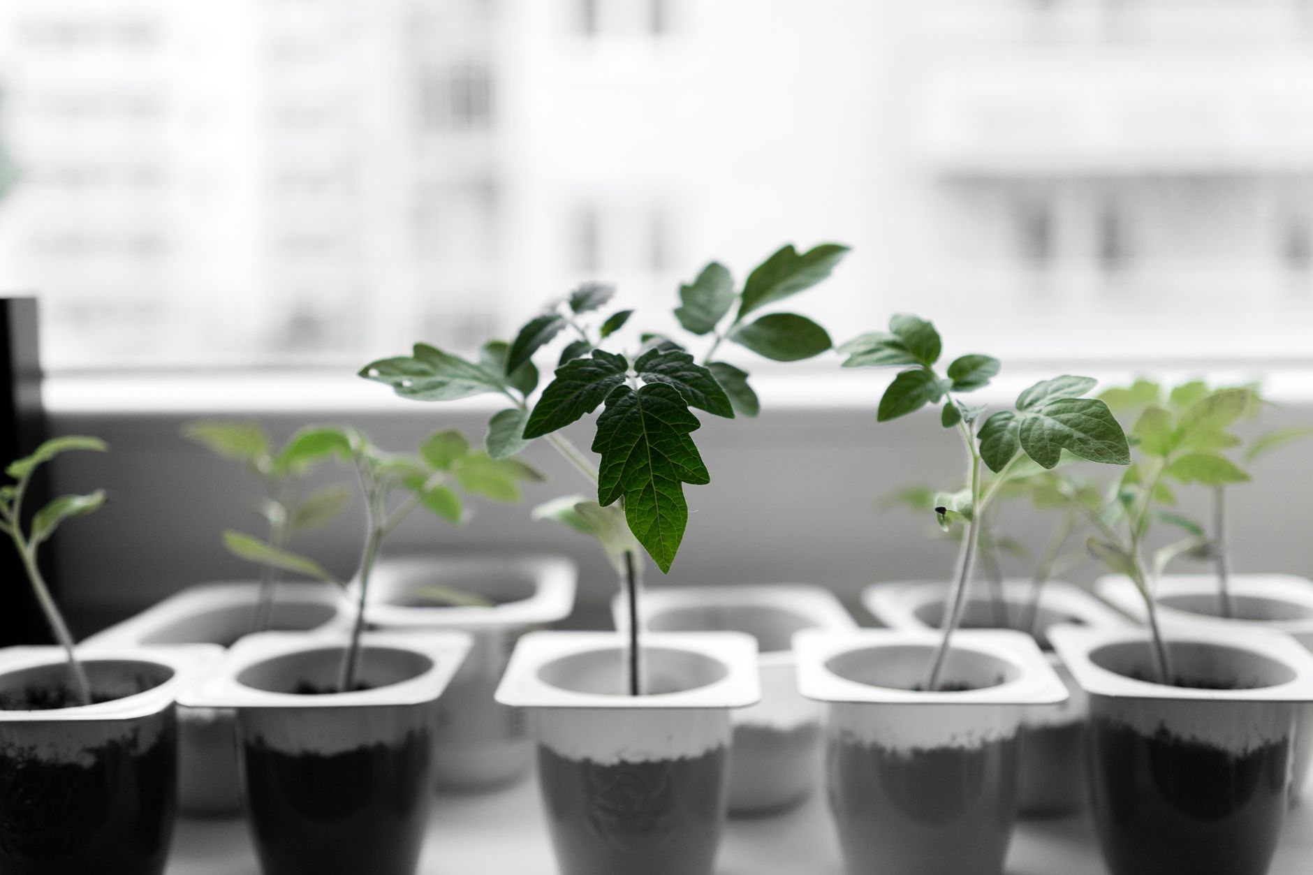Best seed starter kit: young seedlings growing in trays on a sunny windowsill