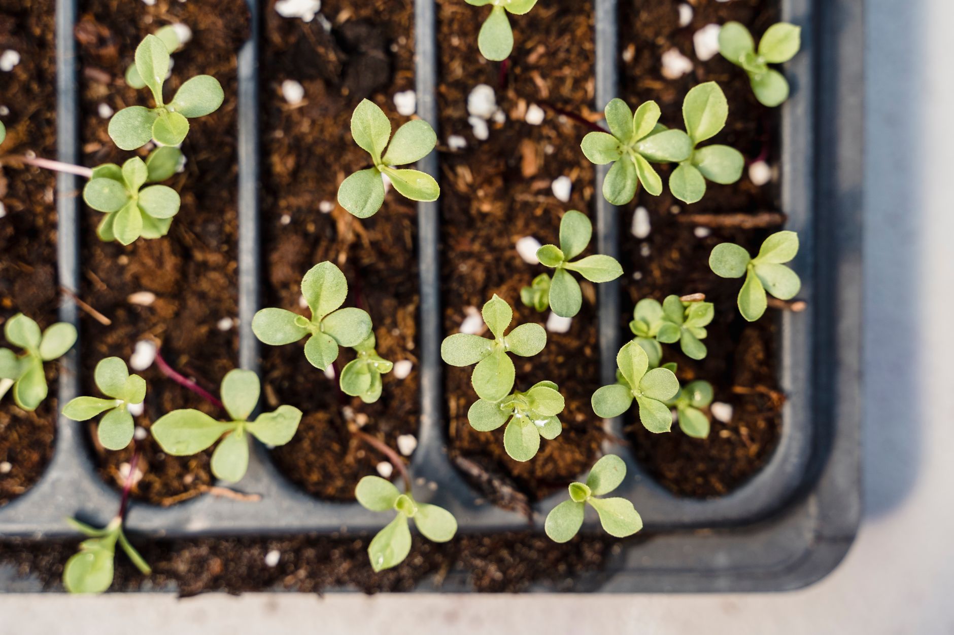 Small green sprouts in a plastic seed tray