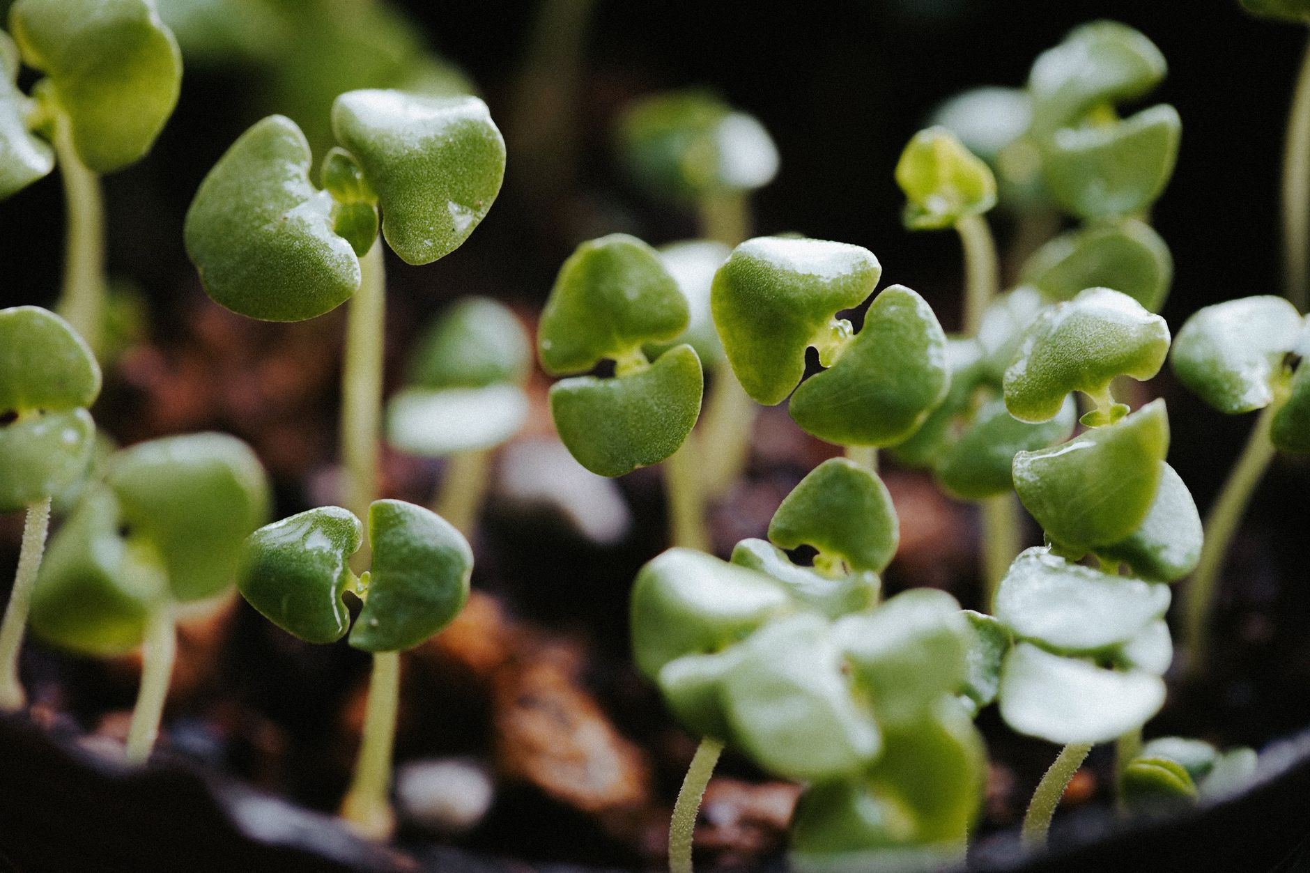 Seedlings growing under an indoor light