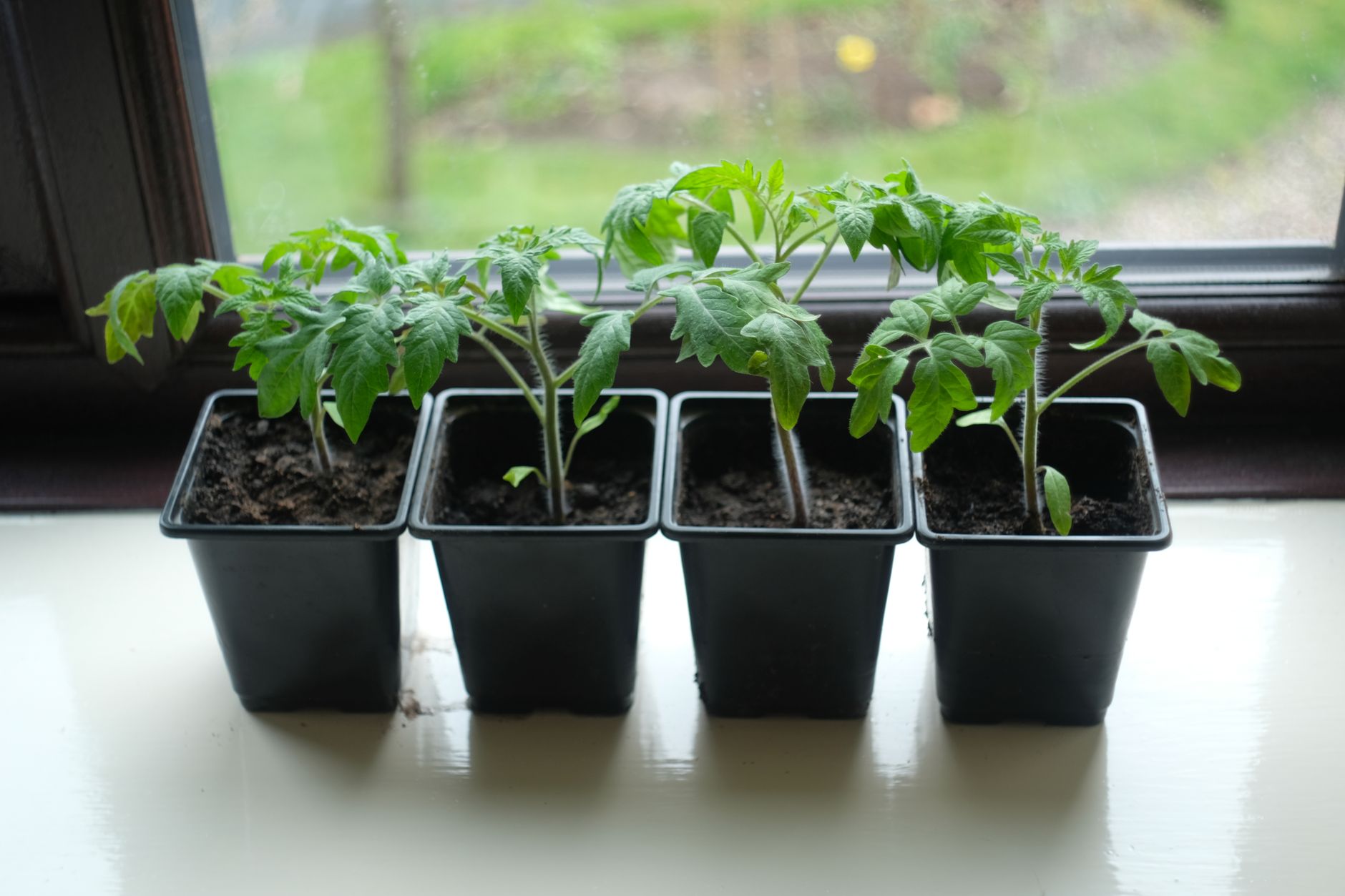 Young tomato seedlings in small pots