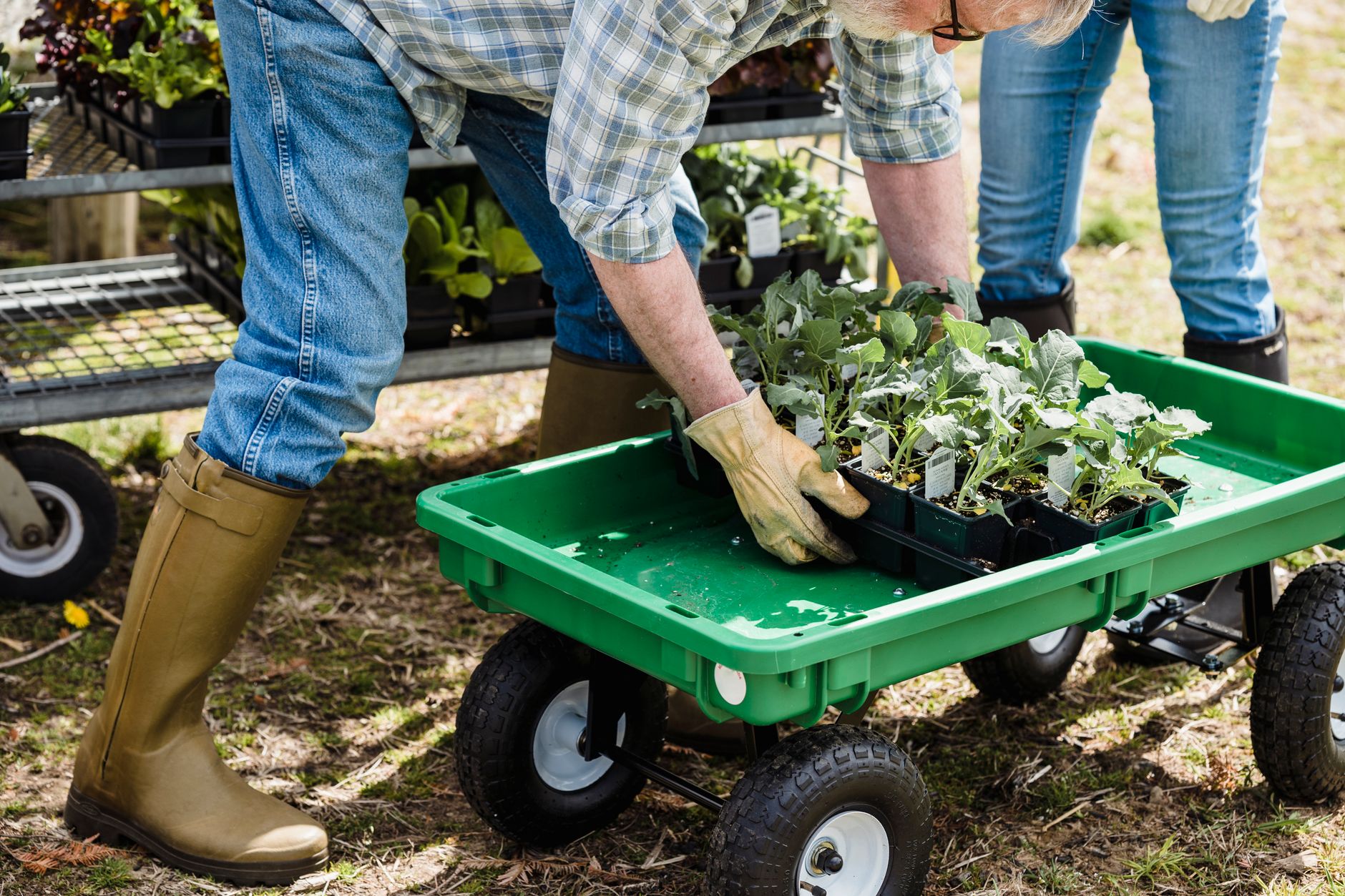 Vegetable seedlings ready to plant in a garden bed