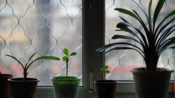 Best self watering planter: potted houseplants lined up on a sunny windowsill
