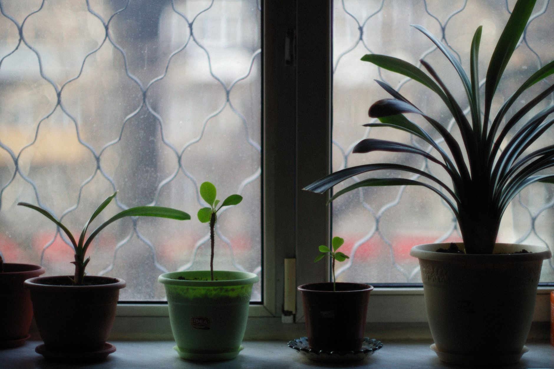 Best self watering planter: potted houseplants lined up on a sunny windowsill
