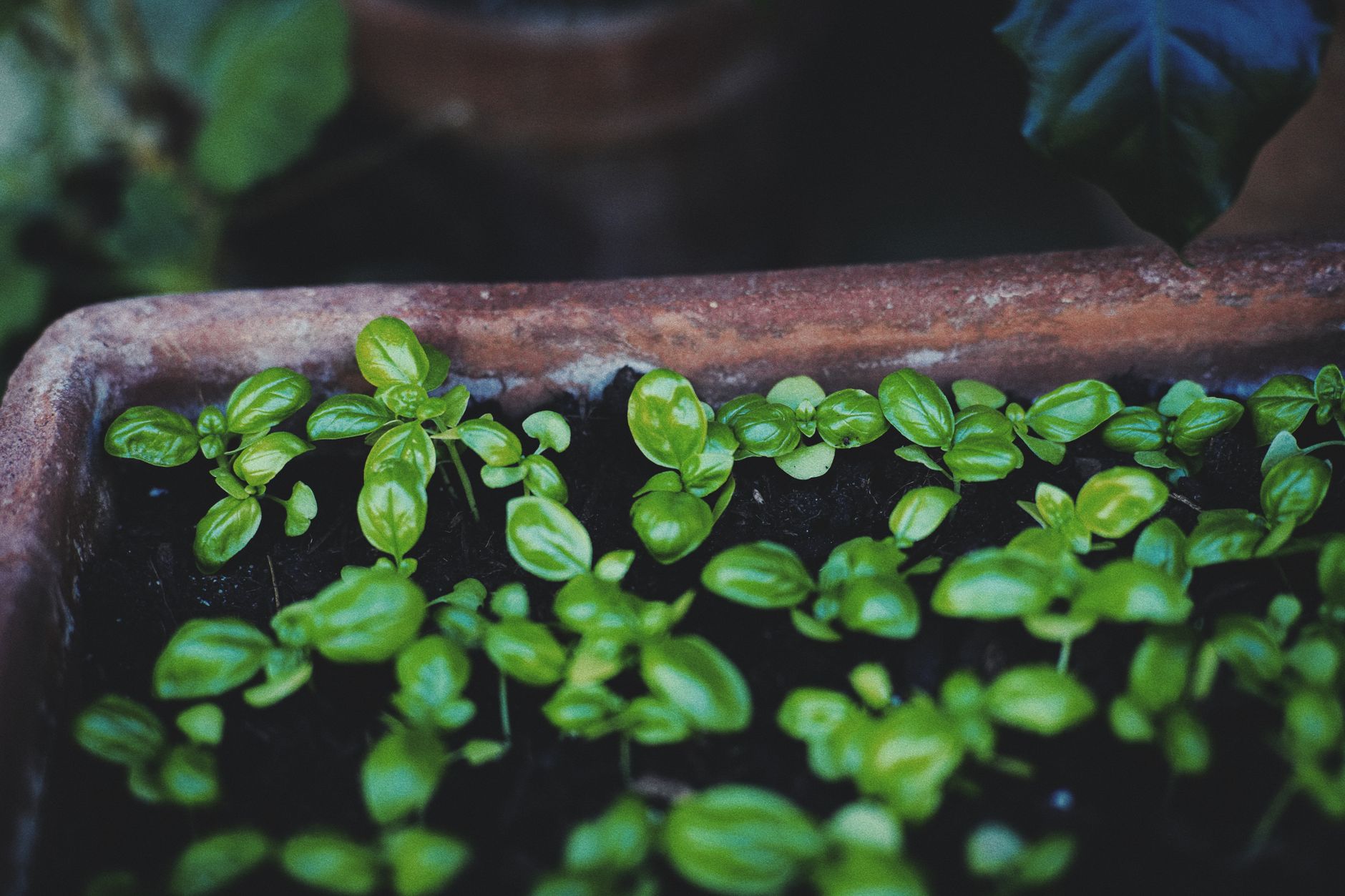 Fresh herbs growing in small pots indoors