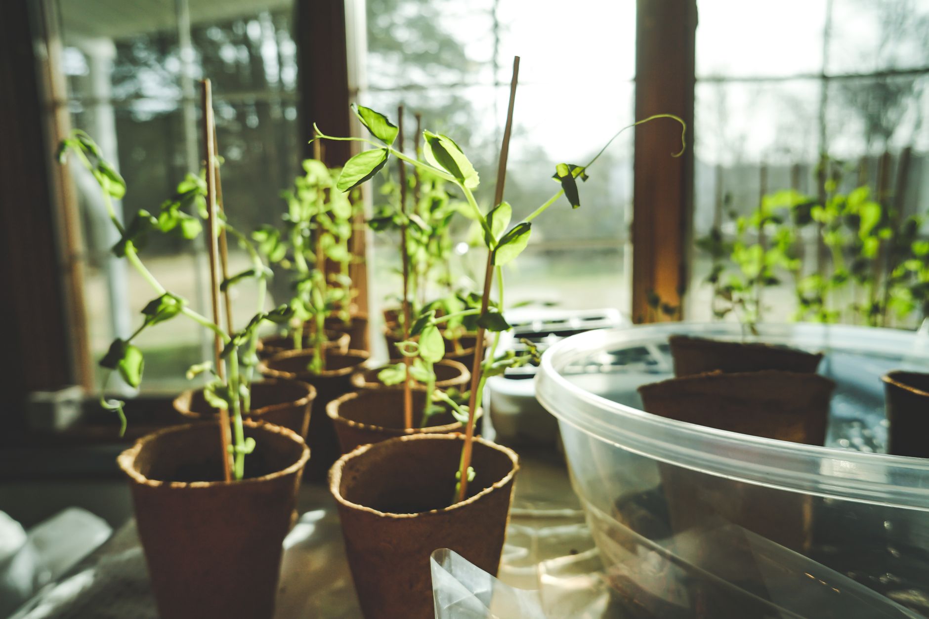 Young seedlings growing in small pots near a window