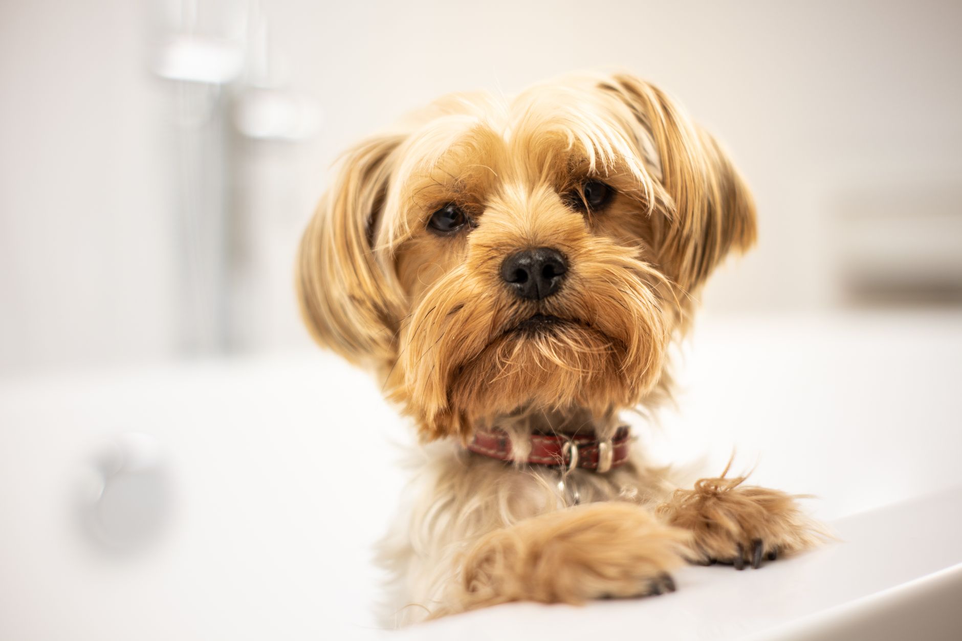 Small dog in a bathtub