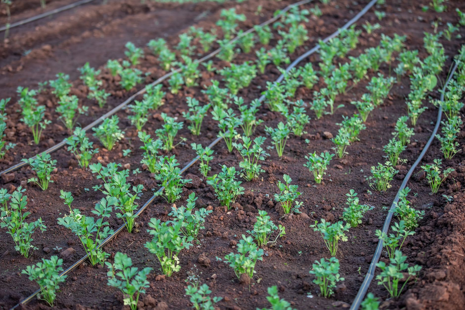 Rows of vegetables growing in a backyard garden