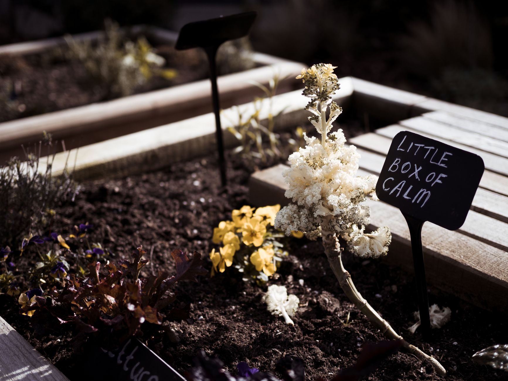 A raised garden bed planted with vegetables