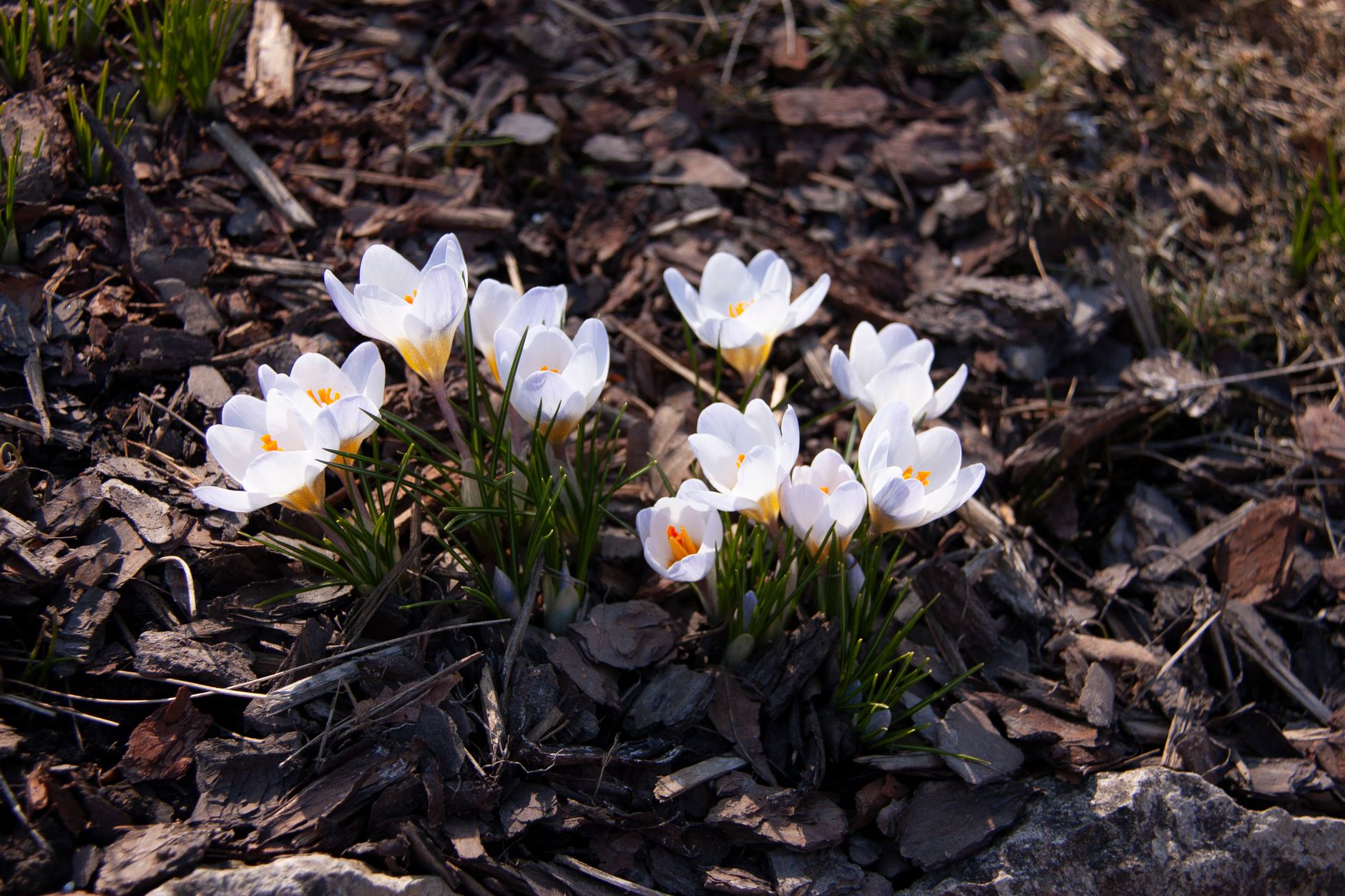 A mulched flower bed beside a lawn