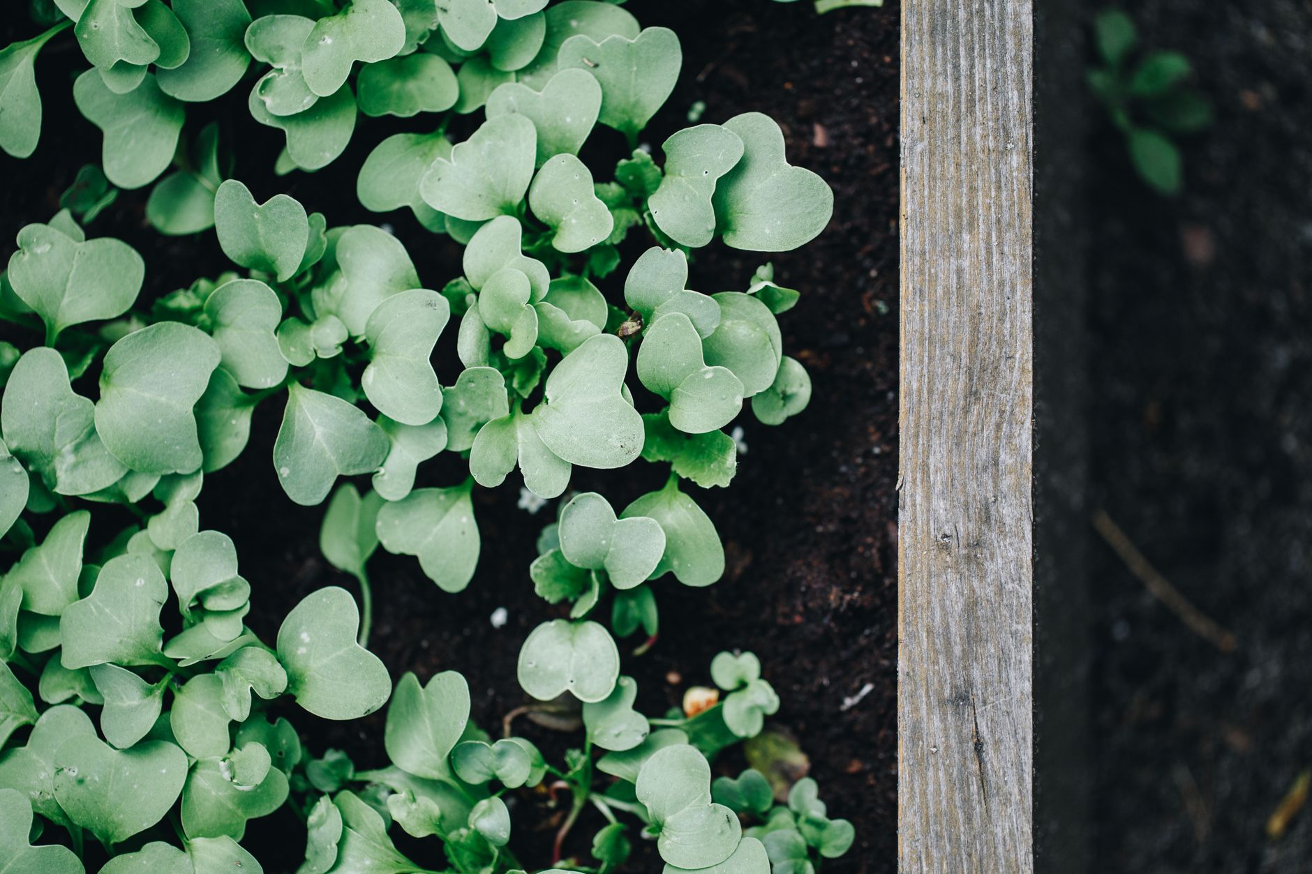 A raised garden bed planted with vegetables
