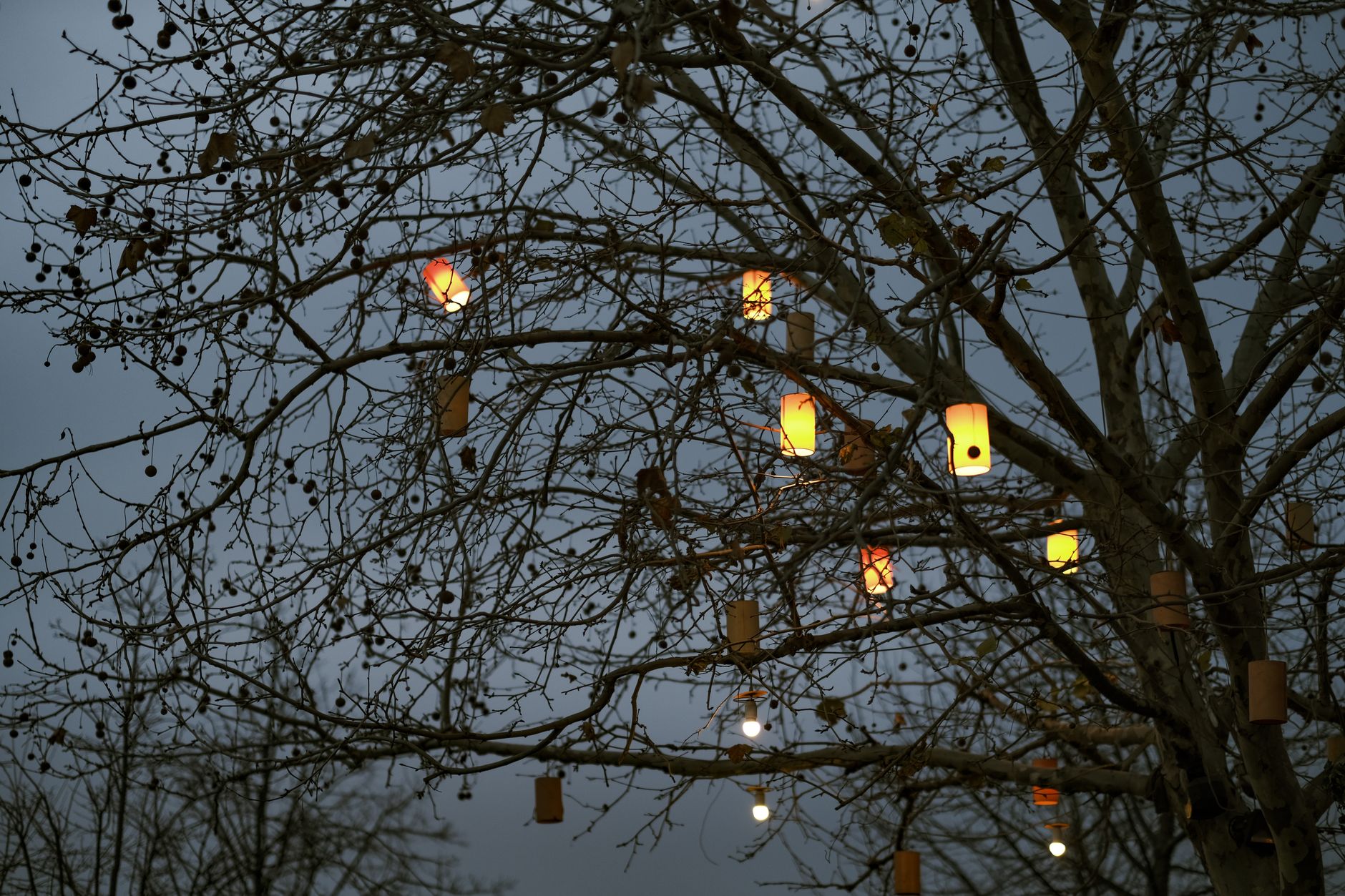 A lantern hanging from a tree branch
