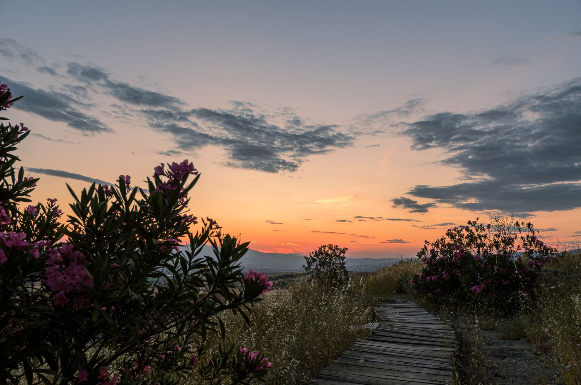 A garden path at dusk
