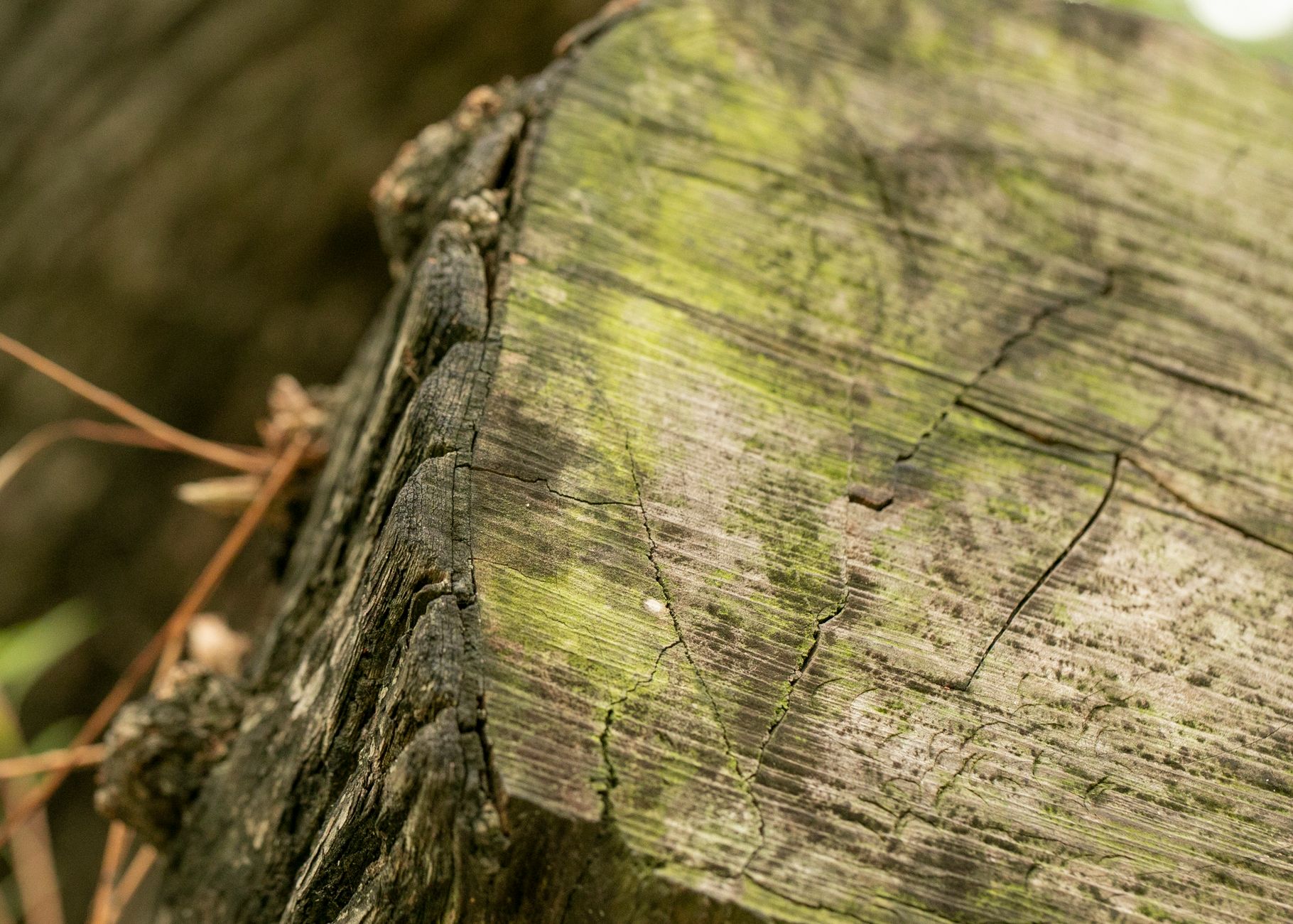 A wide tree stump used as a chopping block