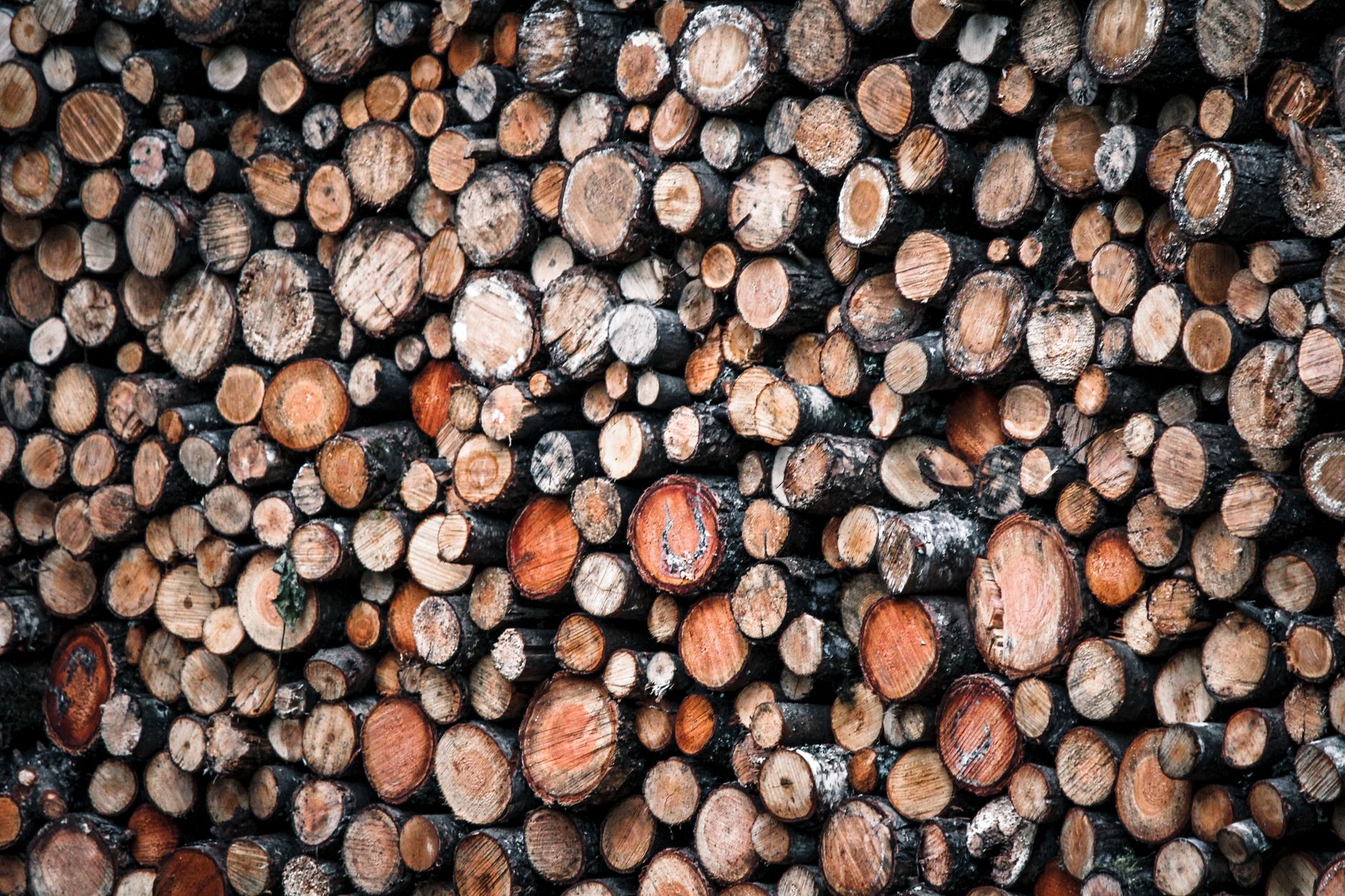 Firewood logs outdoors in autumn