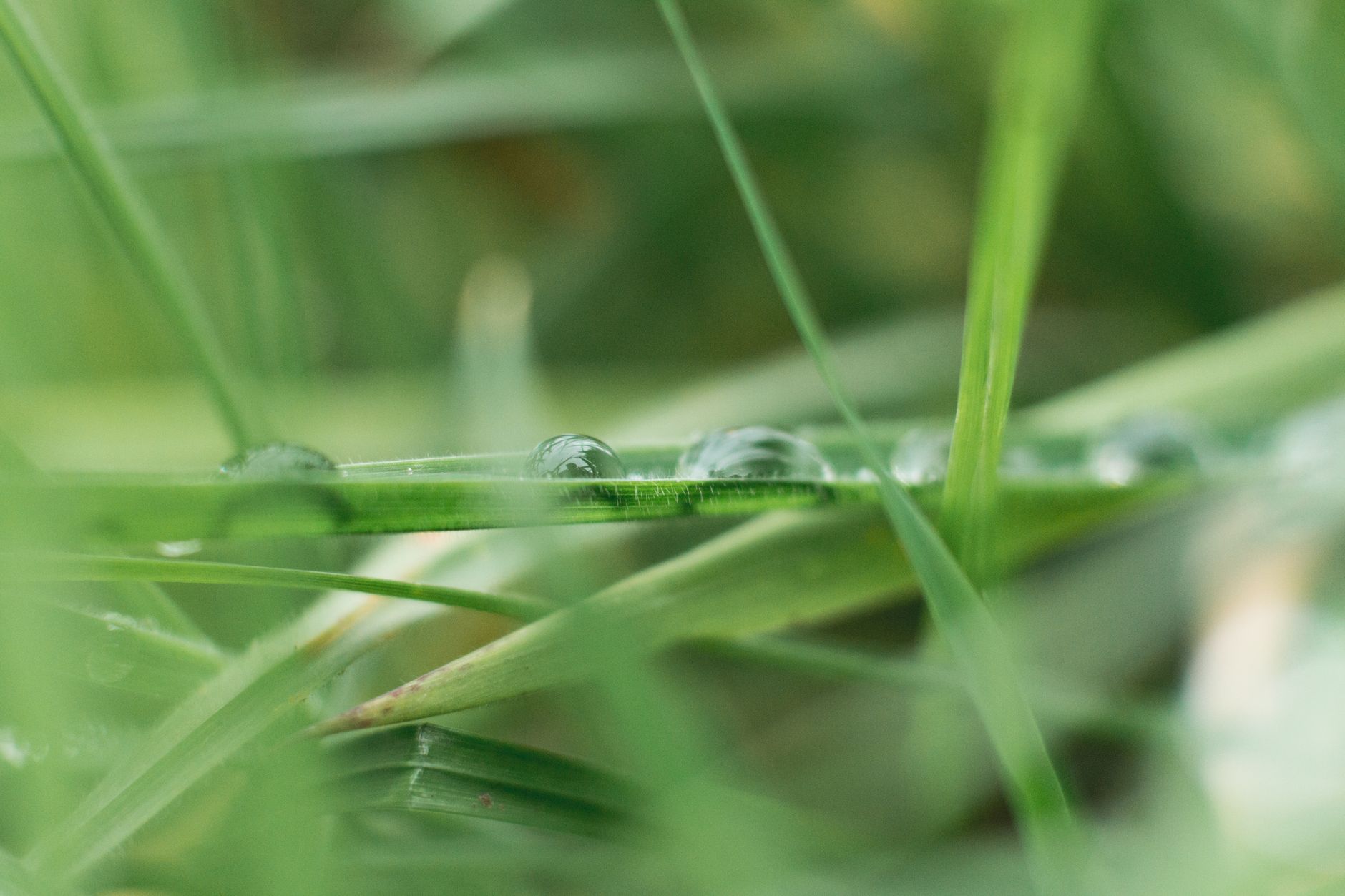 Water droplets on blades of grass