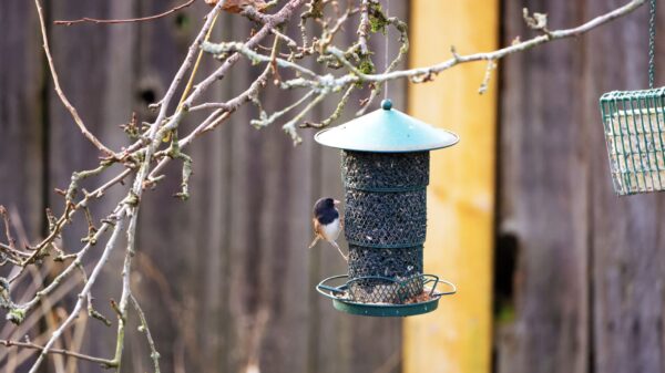 Best squirrel baffle: a bird feeder hanging in a backyard