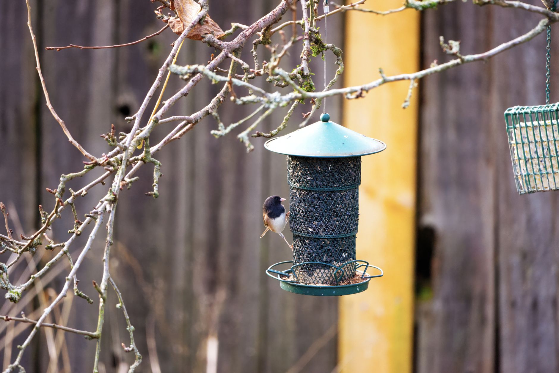 Best squirrel baffle: a bird feeder hanging in a backyard