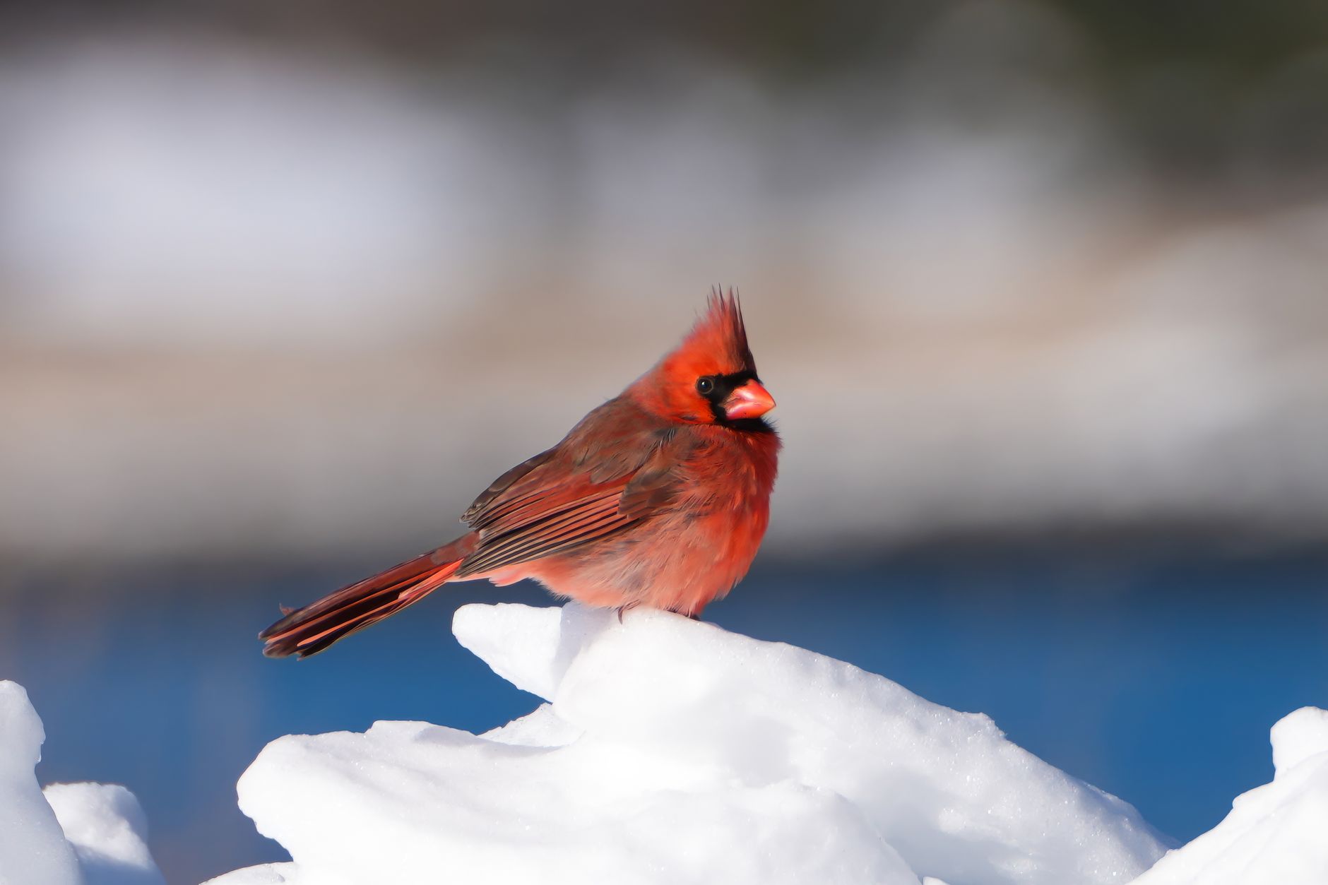 A cardinal perched outdoors in the snow
