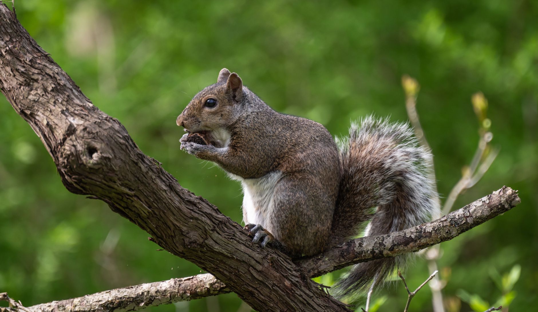 A squirrel on a tree branch