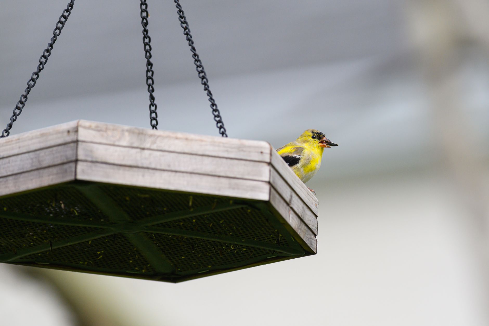 Small birds visiting a feeder in a garden