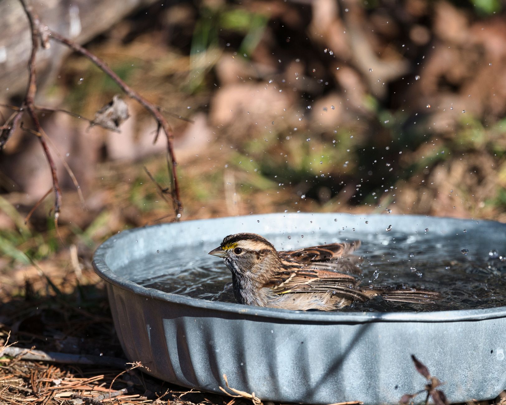A bird bath in a backyard garden