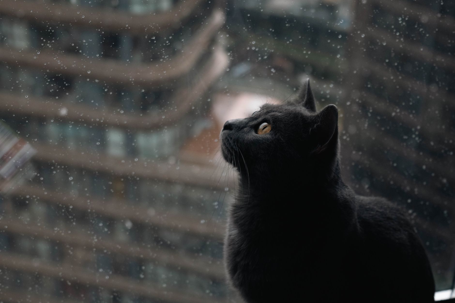 A cat looking out of a window at home