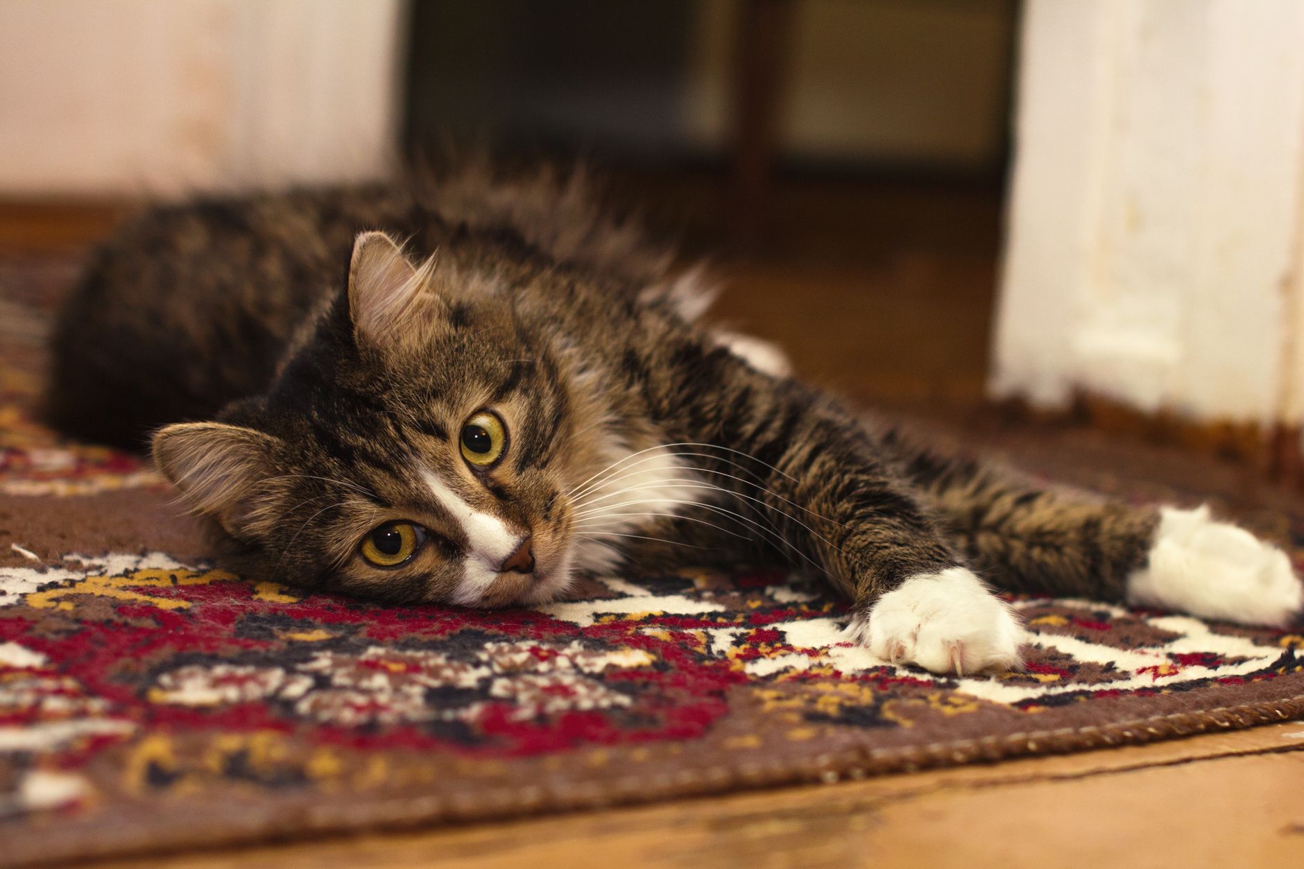 A cat lying on a rug