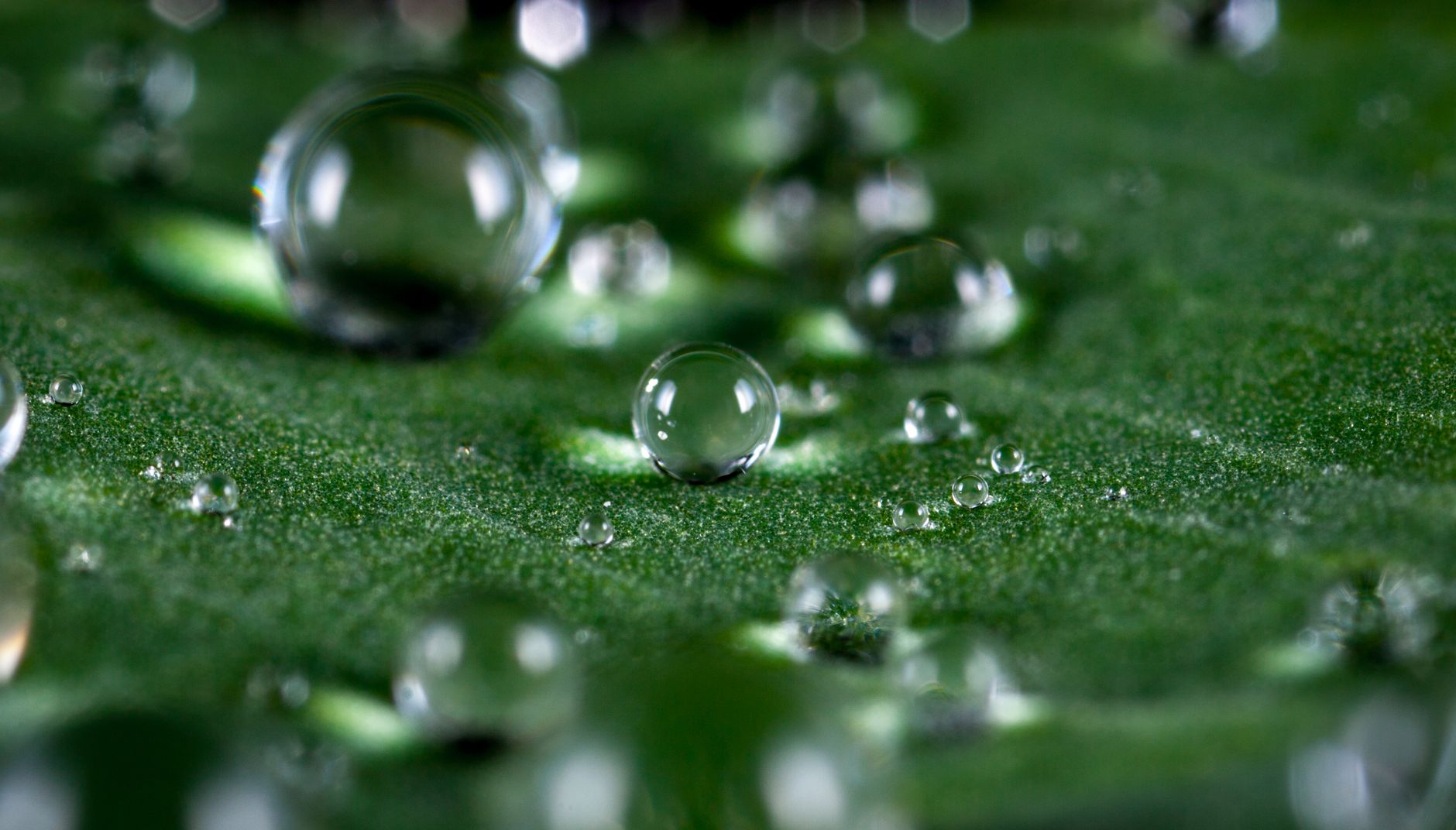 Water droplets on a green surface