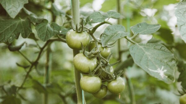 Best tomato cage: tomato plants growing upright in a home garden