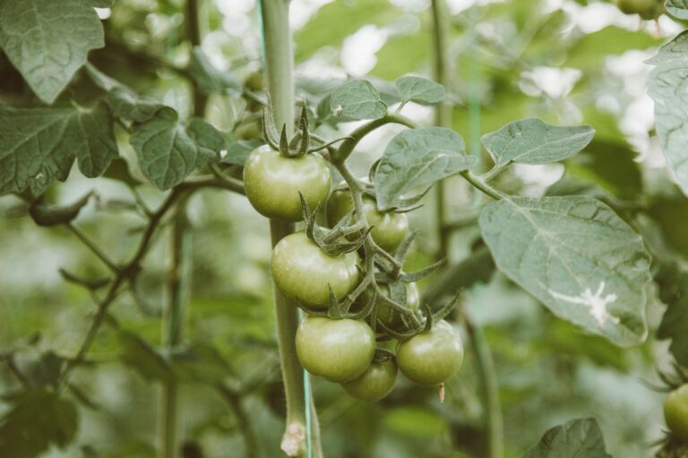 Best tomato cage: tomato plants growing upright in a home garden