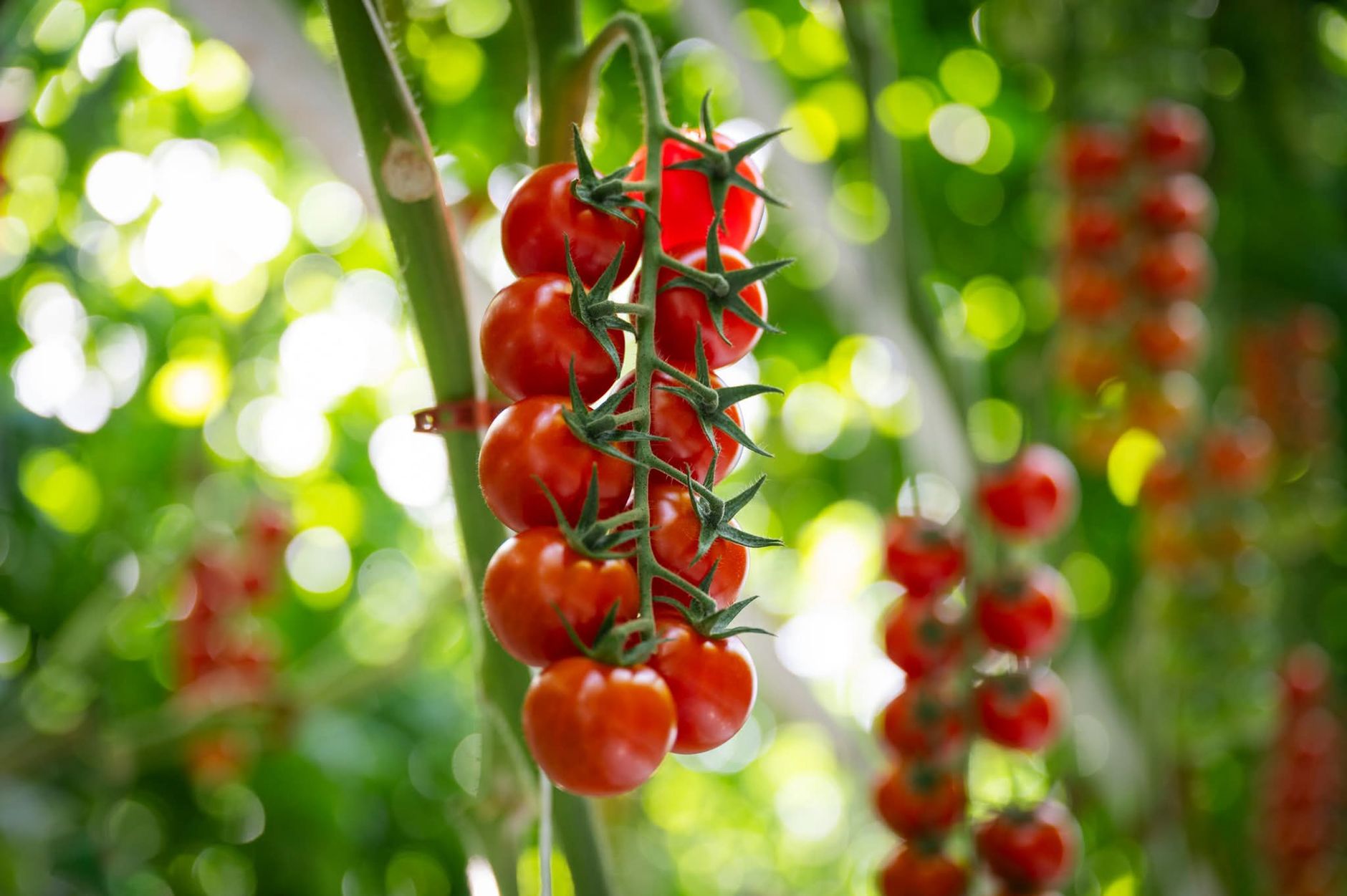 Ripe tomatoes hanging on the vine