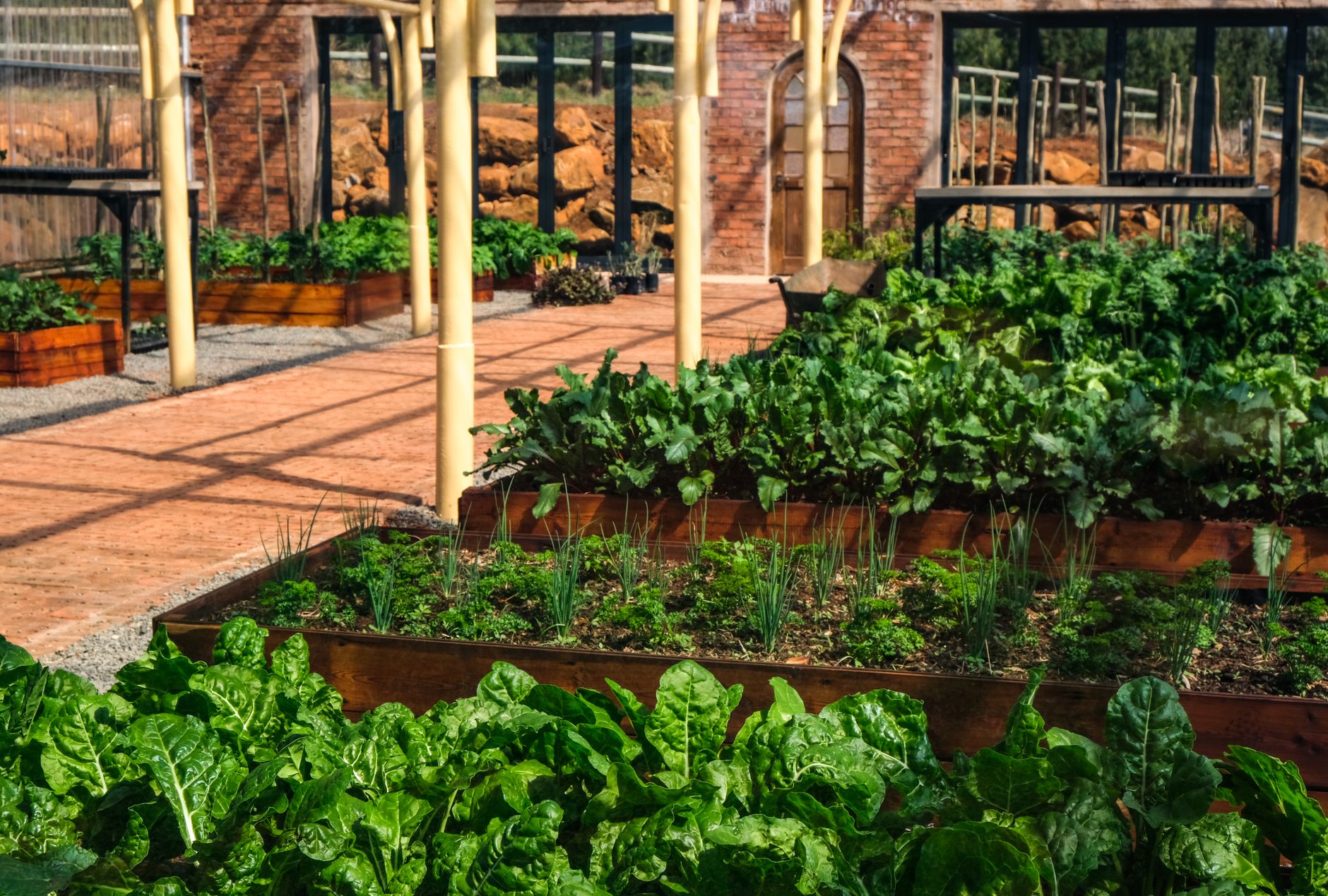 Vegetables growing in a raised garden bed
