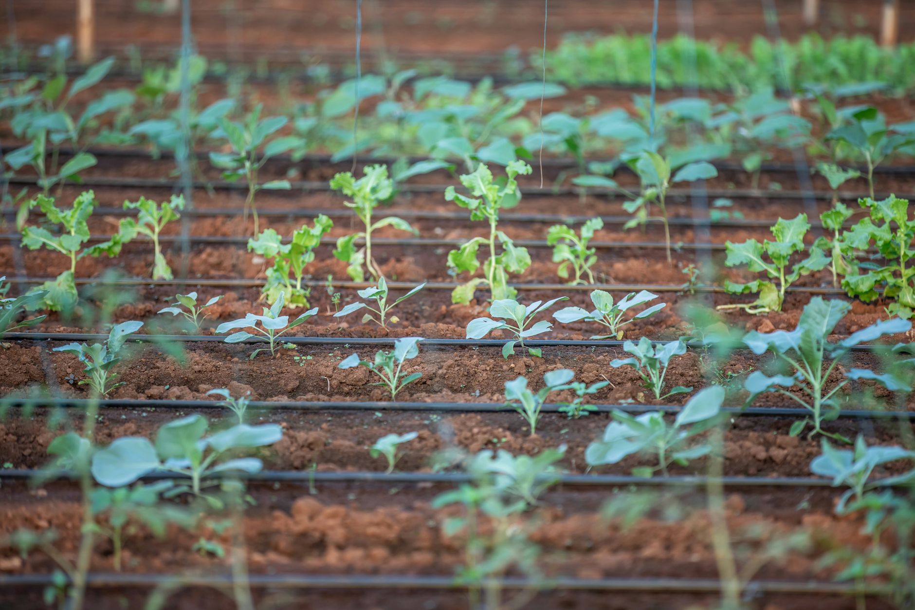 Rows of vegetable plants in a backyard garden