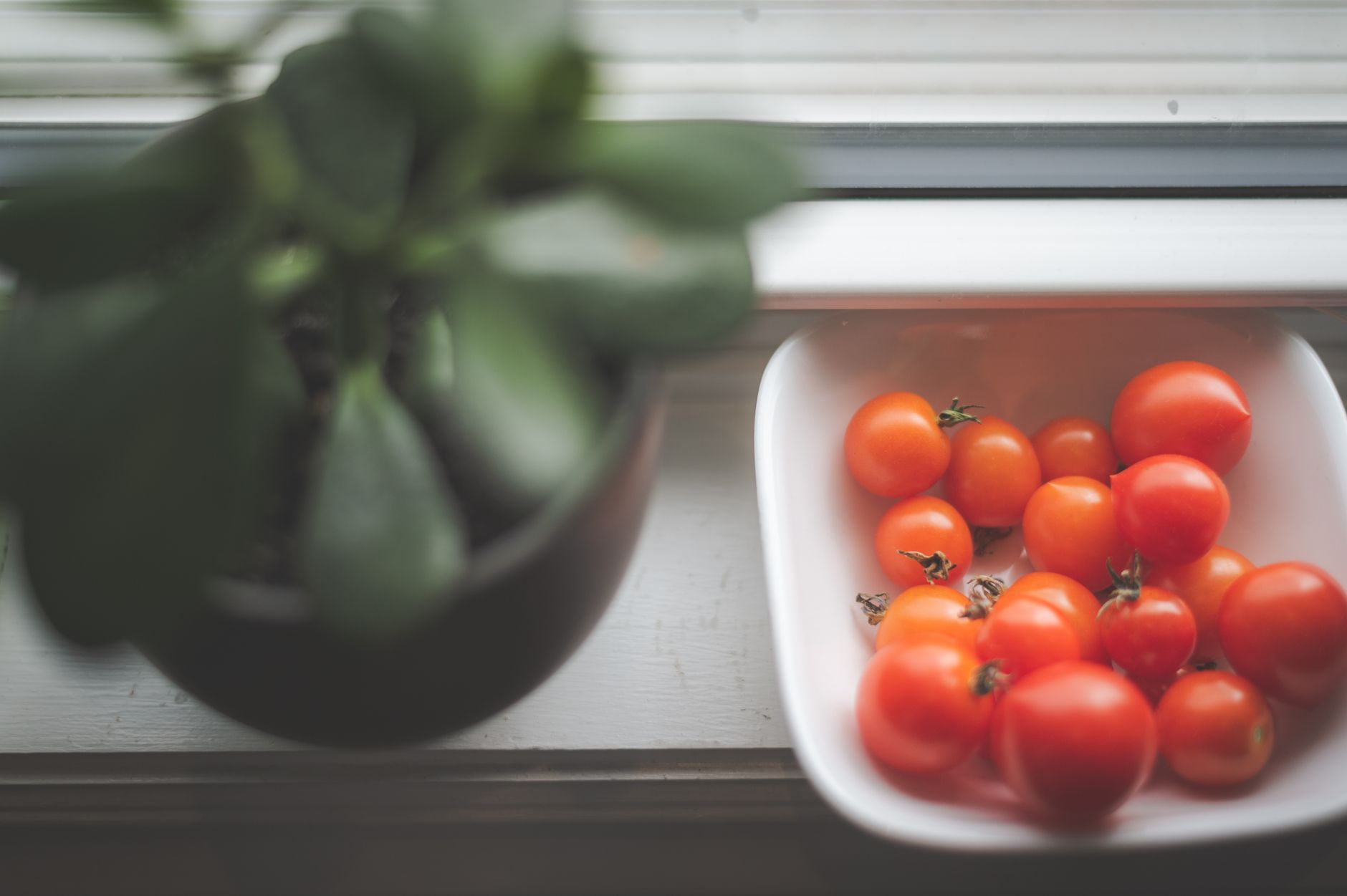 Cherry tomato plant growing in a container