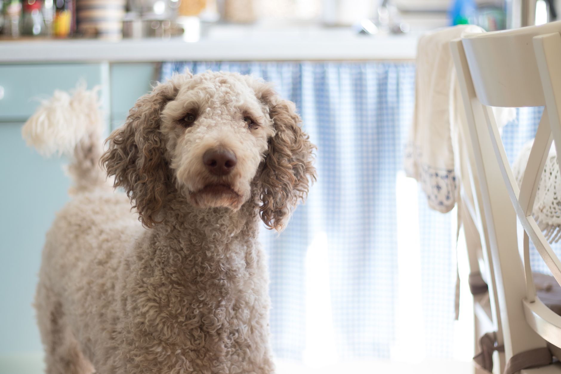 A poodle standing in a kitchen