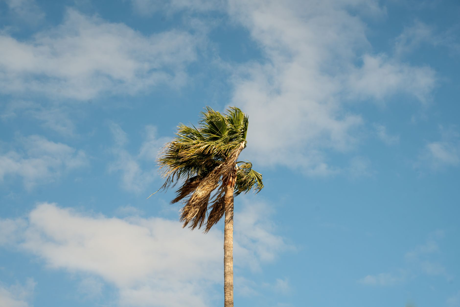 Trees bending in the wind