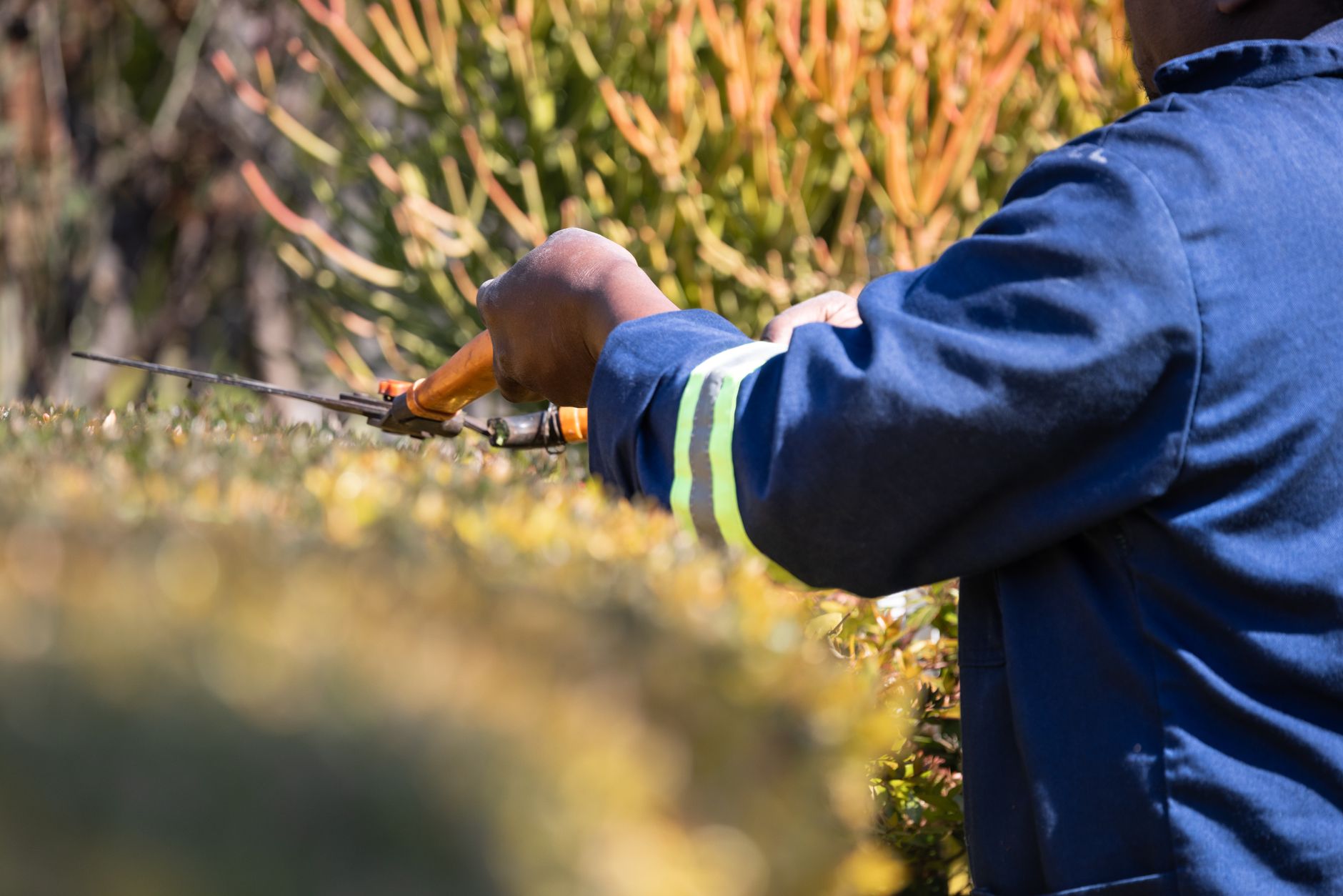 Trimming a hedge with shears