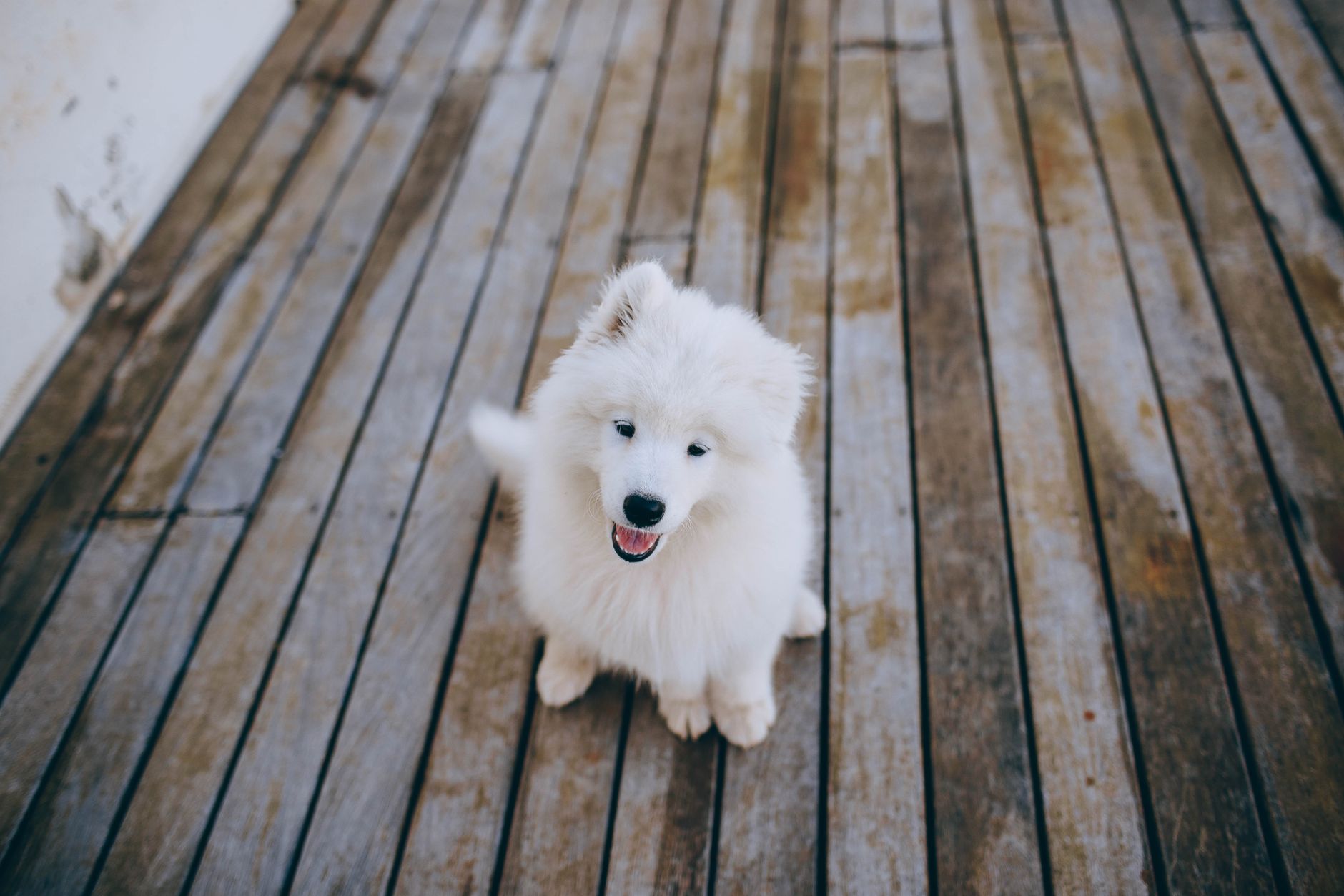 A dog resting on a wooden floor