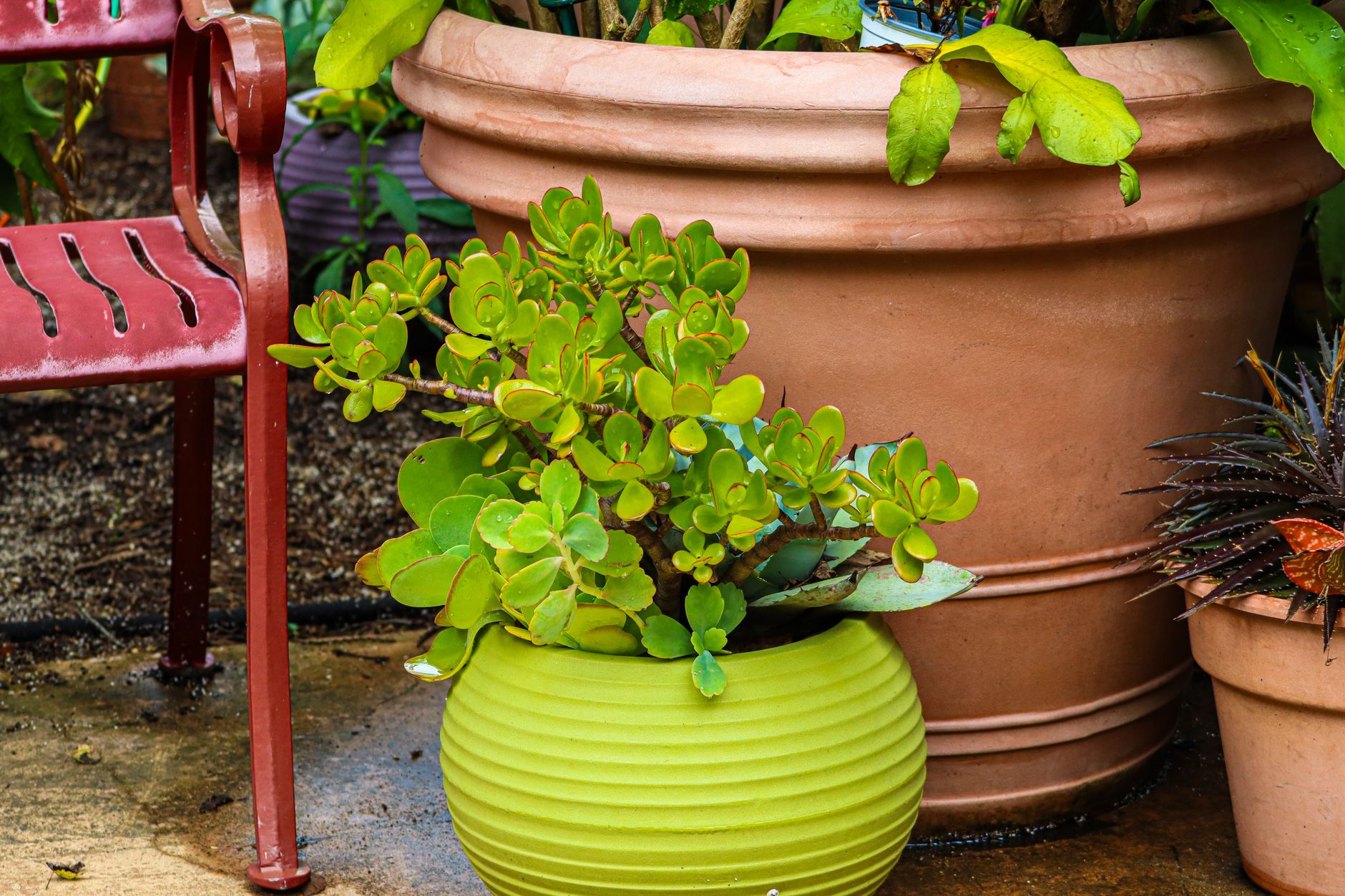 Potted plants on a sunny patio