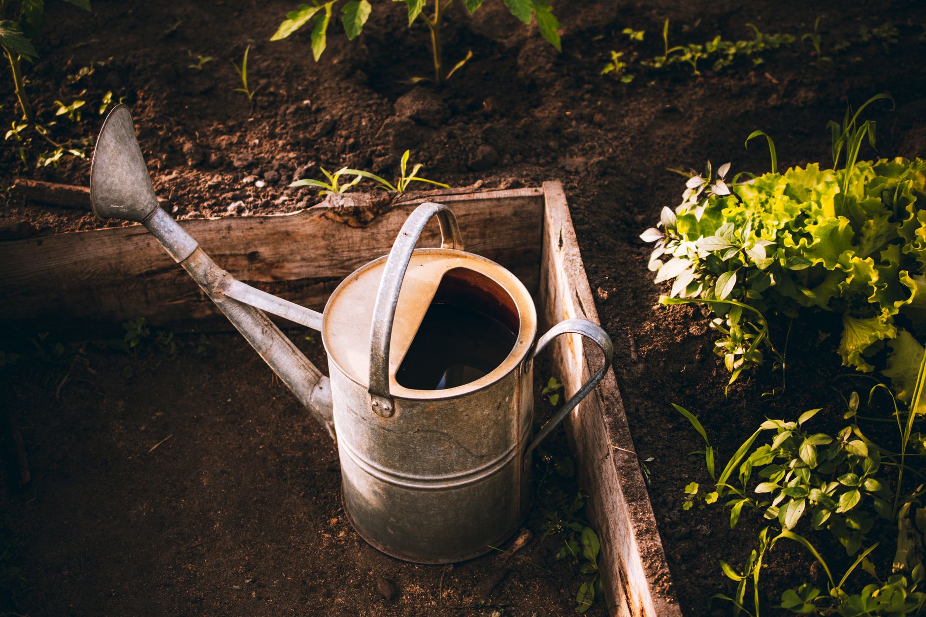 Watering a vegetable garden bed